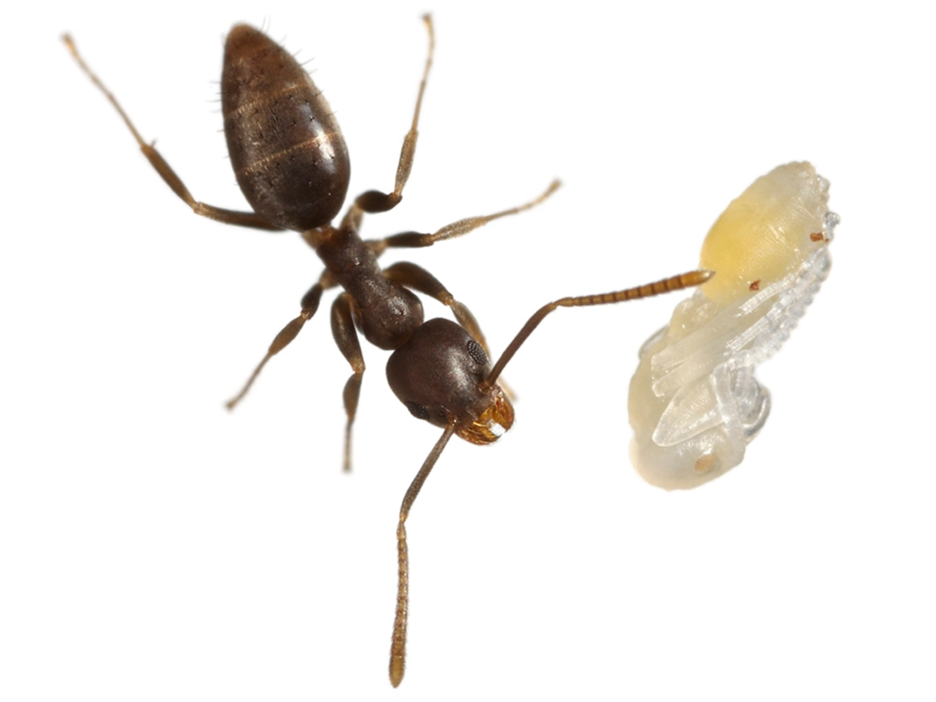 Common Name: Technomyrmex ant, Scientific Name: Technomyrmex sp., Magnification: 5x,