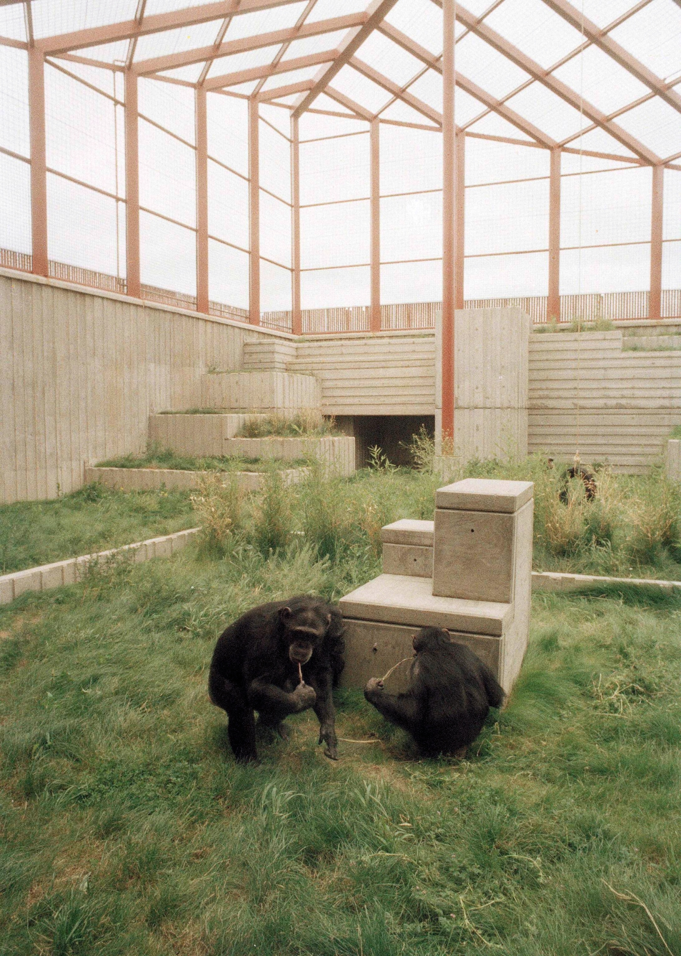 Chimpanzee, Washoe, 27, left, is shown eating a dip of yogurt, while Tatu, right, with her back to the camera,