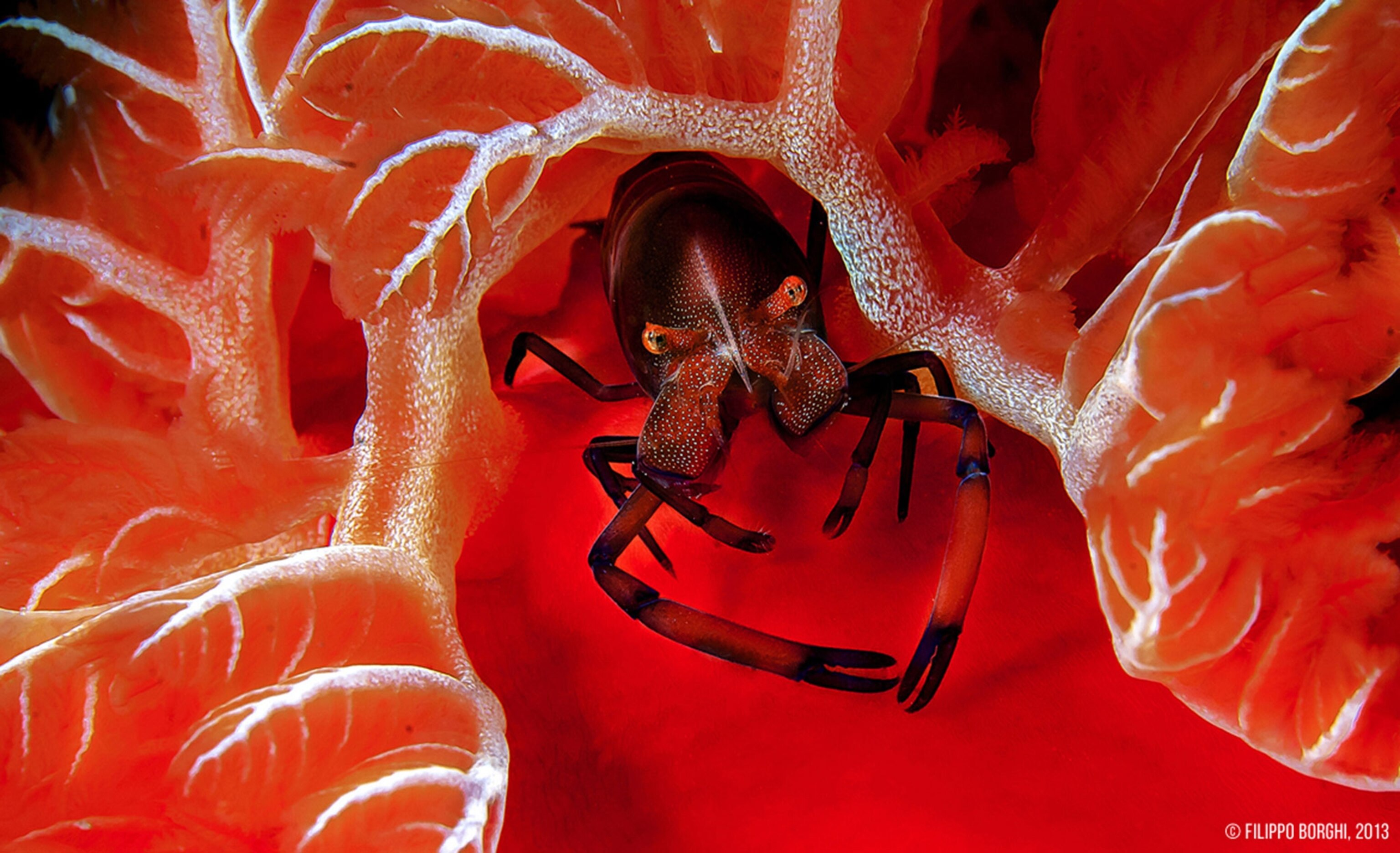 spanish dancer nudibranch