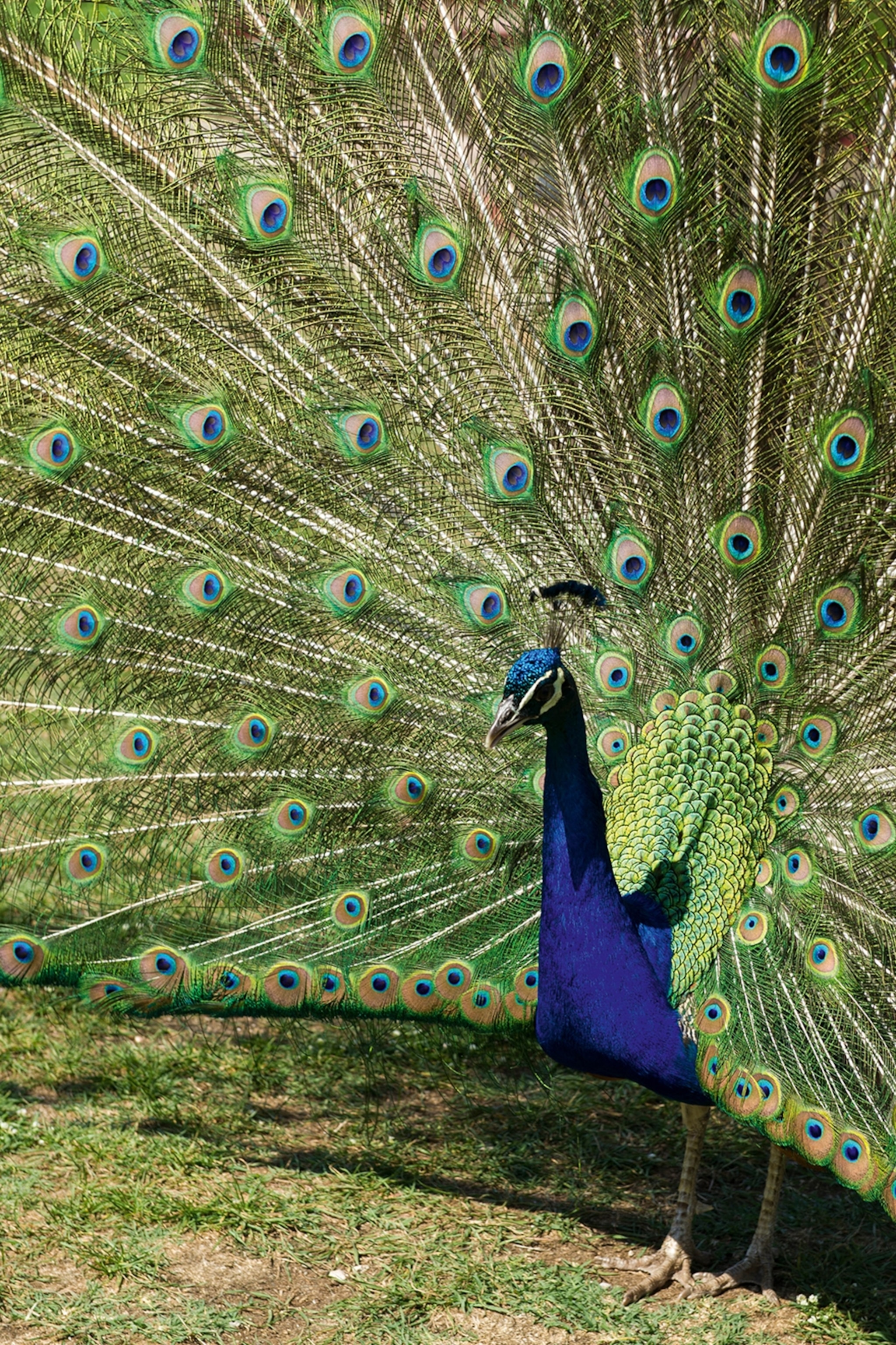 A peacock displaying its plumage.