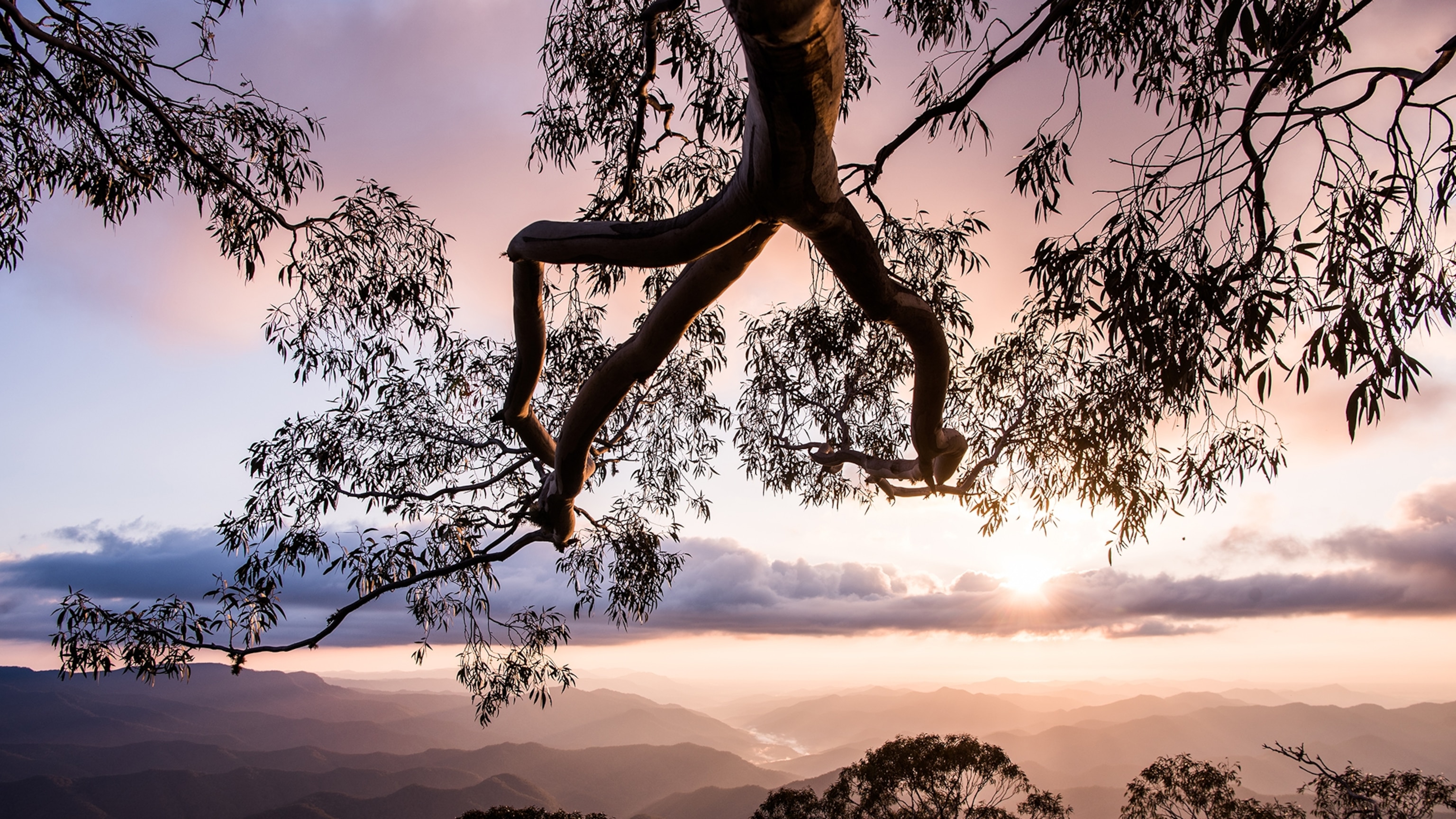 This Rain Forest Holds Half of Australia's Plant Species