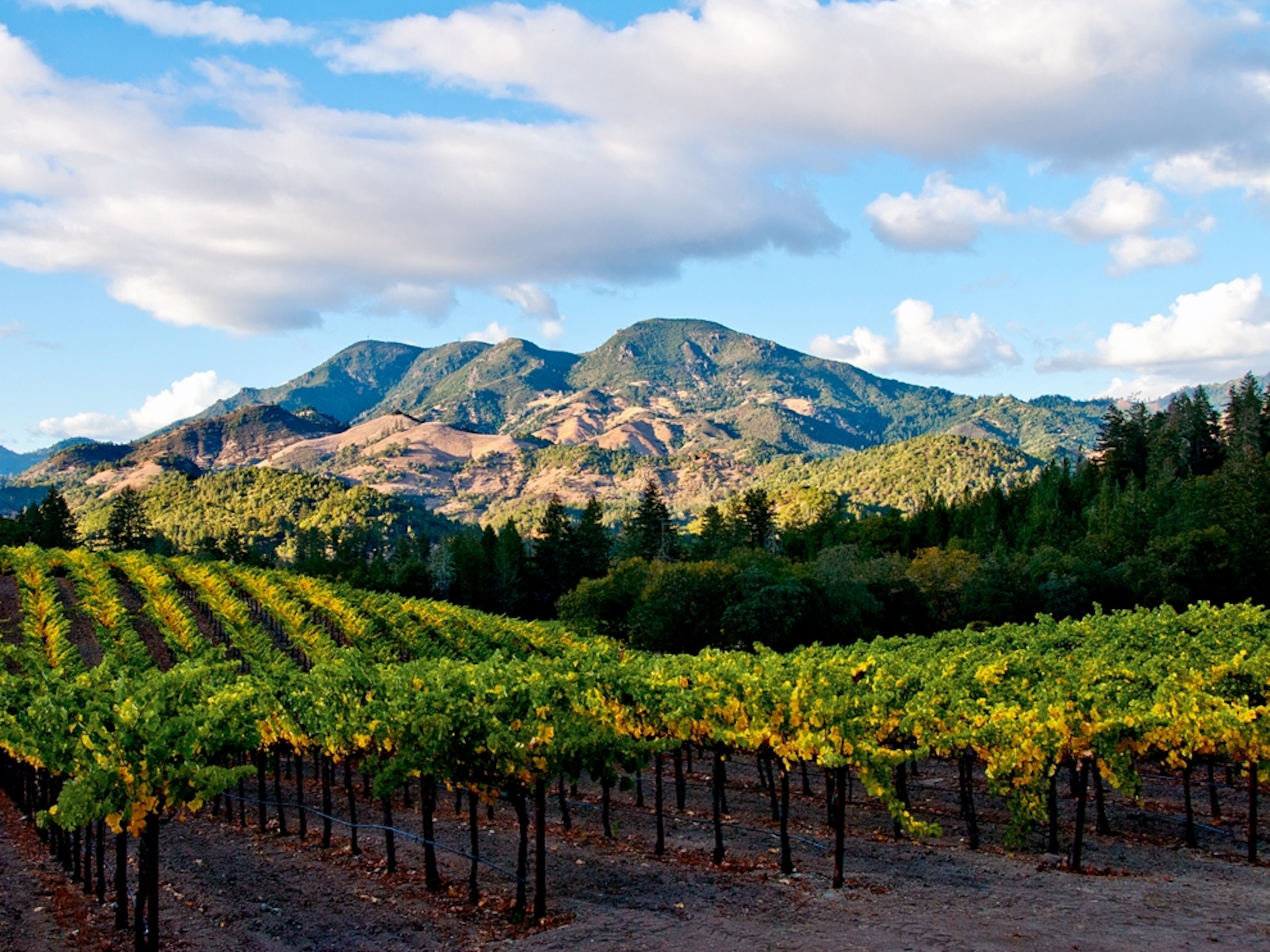 View of vineyards in Napa Valley, Callifornia