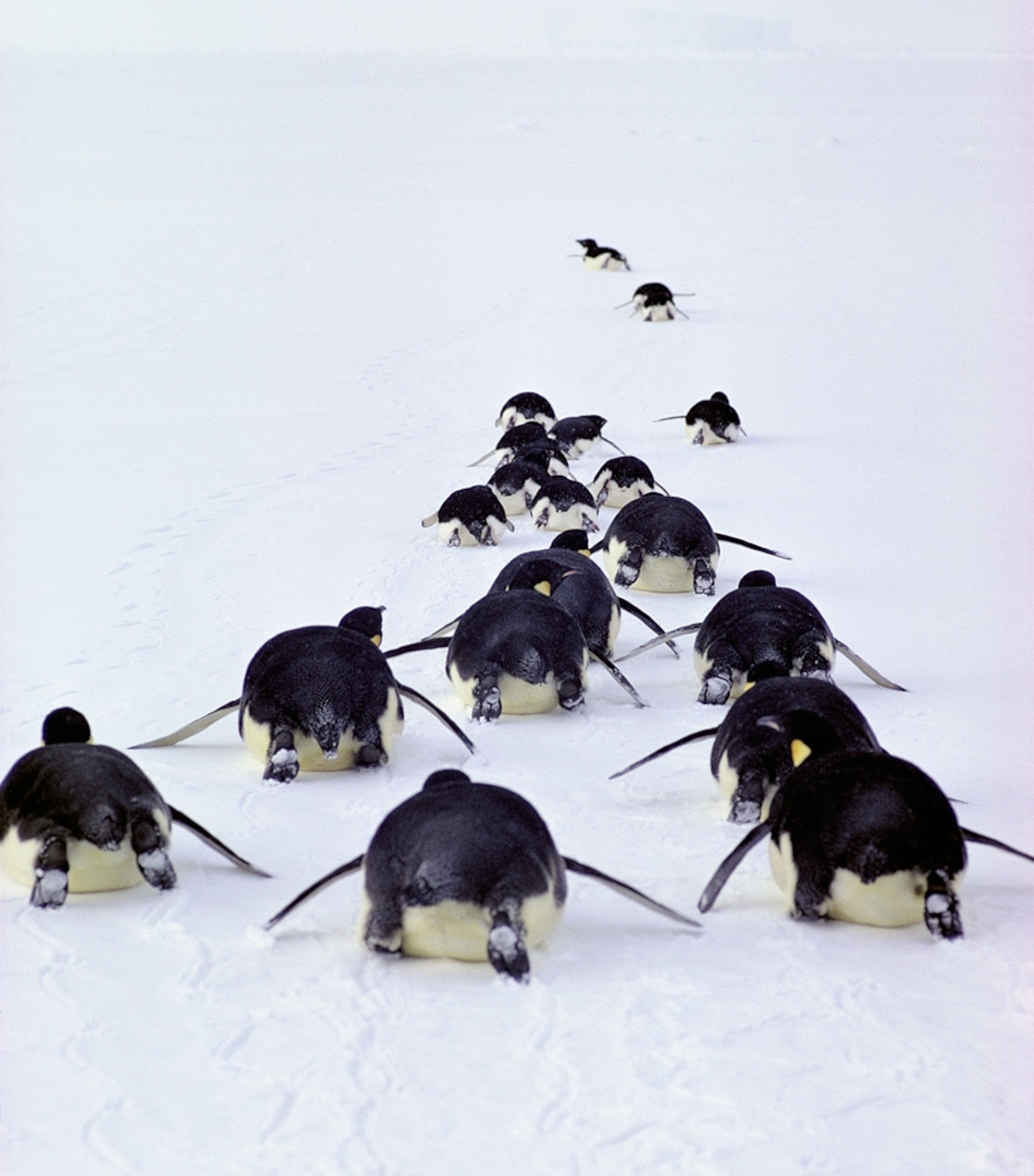 Penguins slide in a line in a picture taken in Antarctica