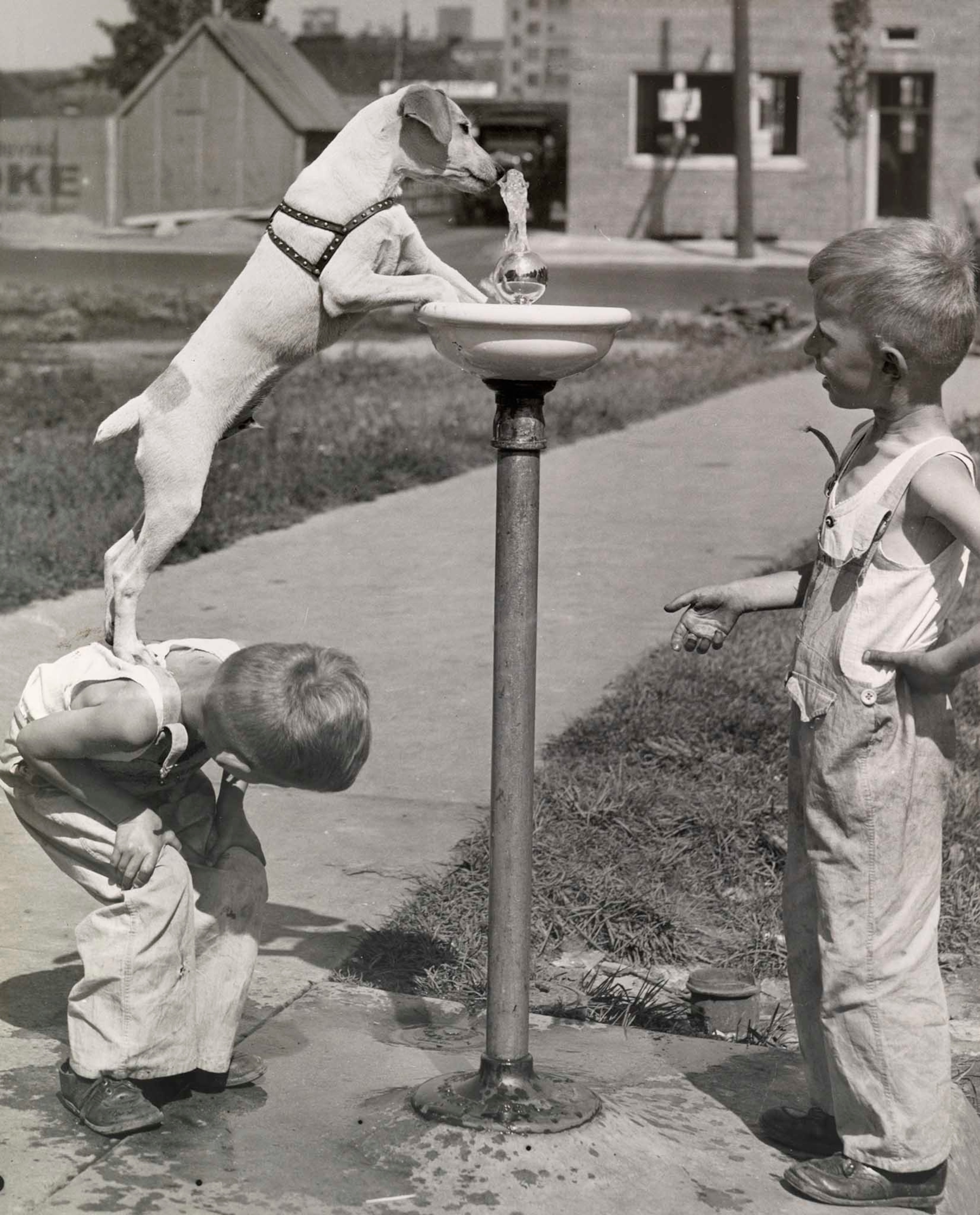 a dog receiving a boost up to get a drink of water on a hot August day