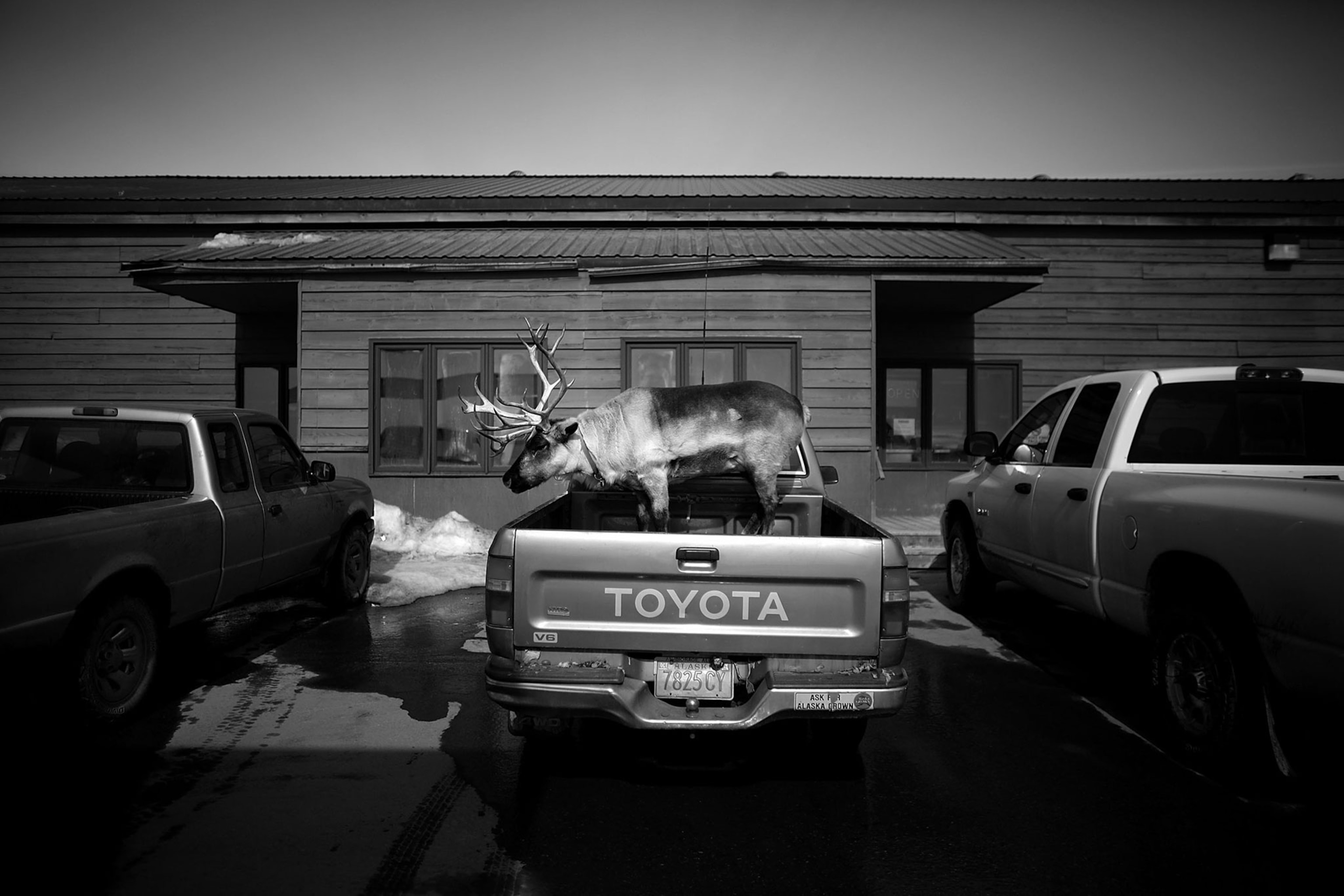 Velvet Eyes — a pet reindeer belonging to Carl Emmons