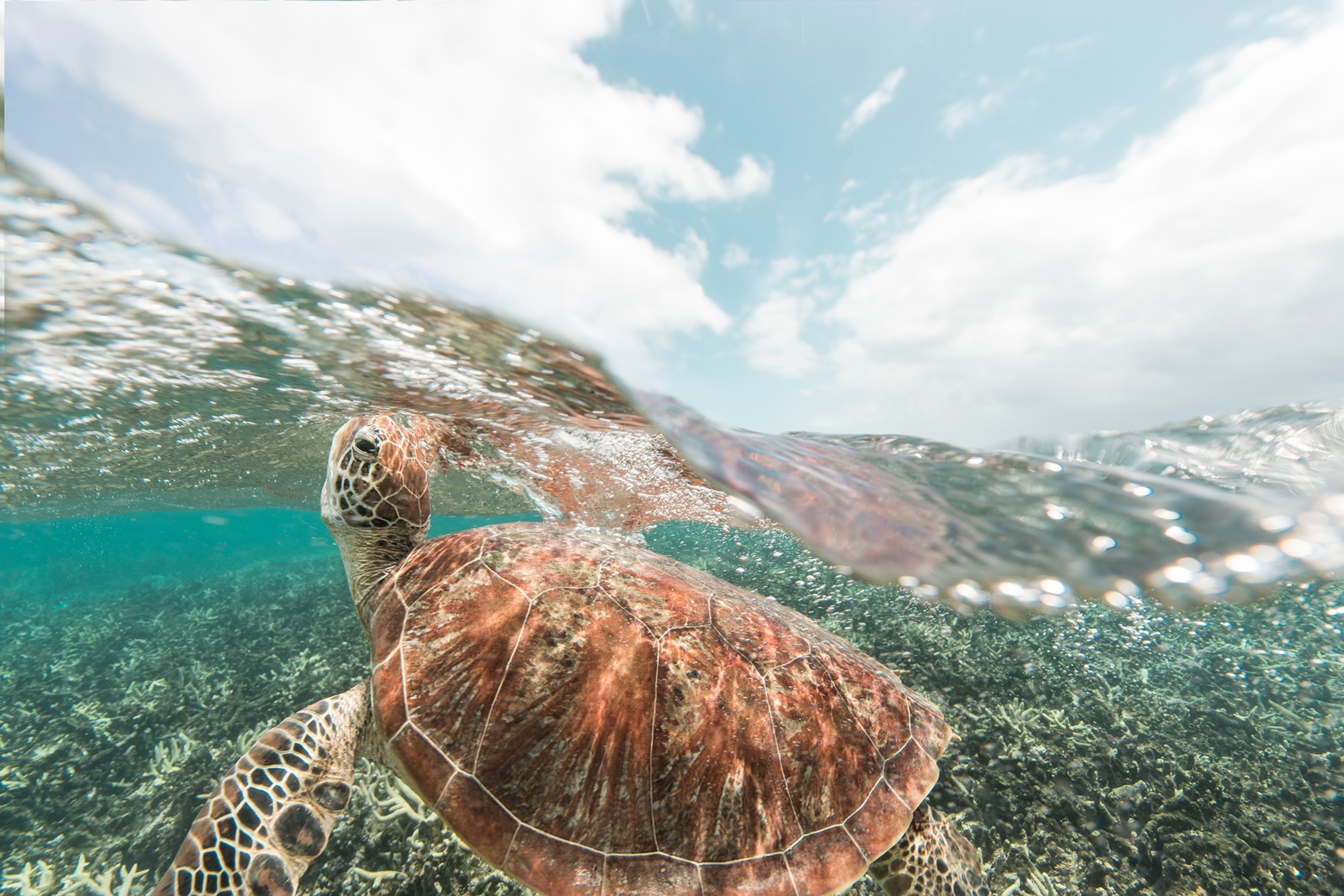 A green sea turtle comes to the surface for air over the Great Barrier Reef.