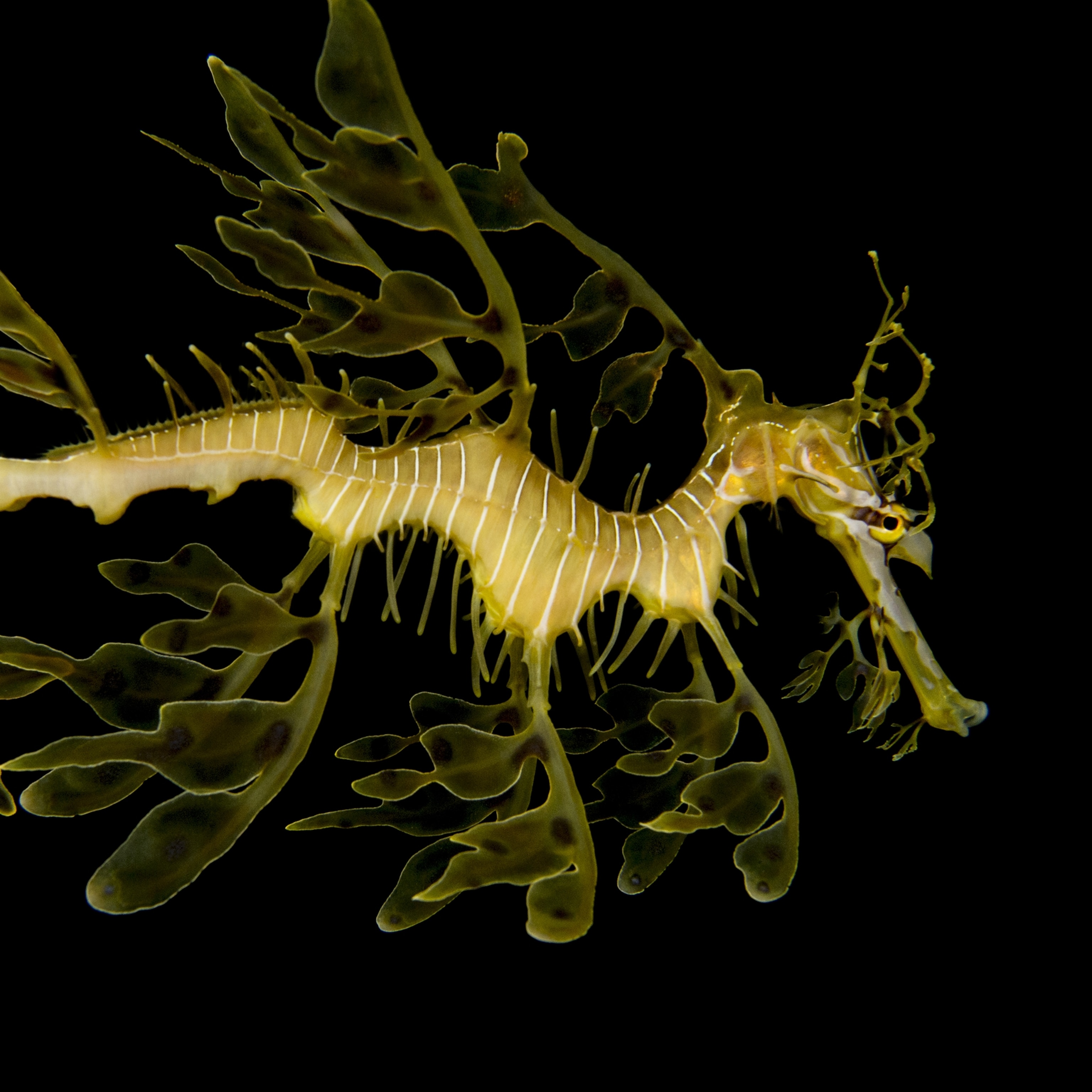 leafy sea dragon