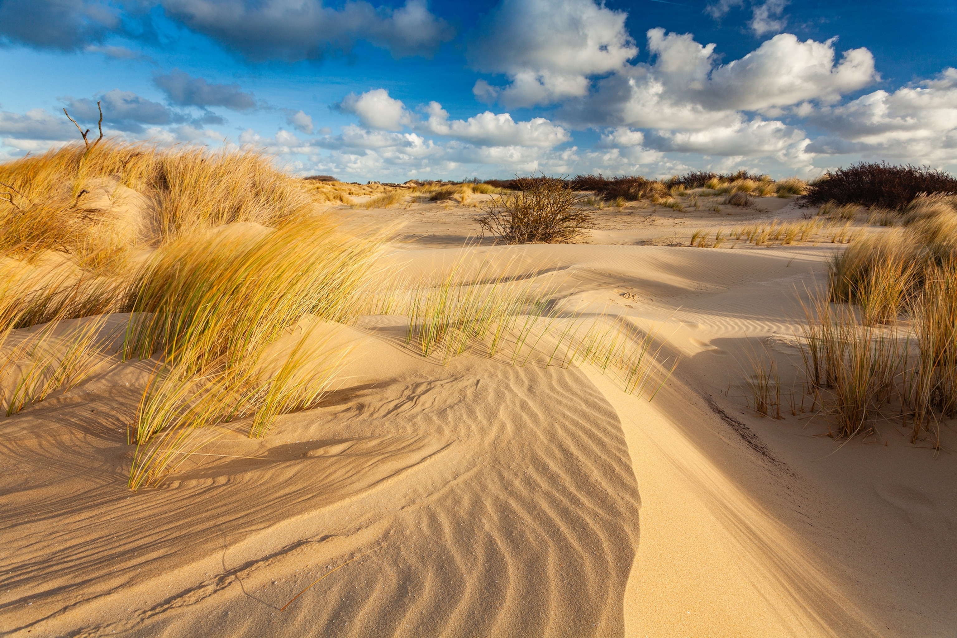 Sand dunes and grasses under cloudy blue sky.