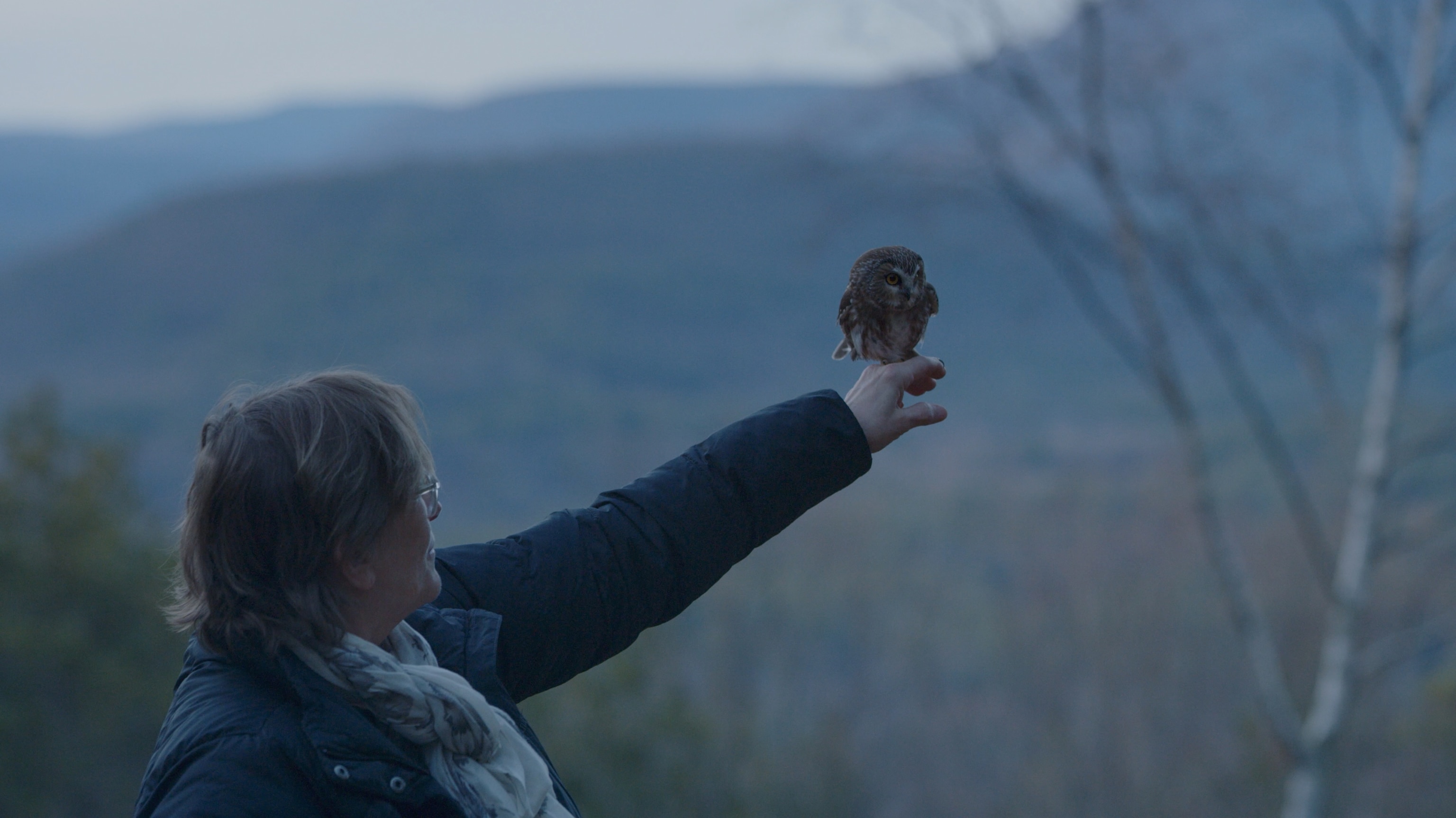 Rockefeller The Viral Stowaway Christmas Tree Owl Flies Free