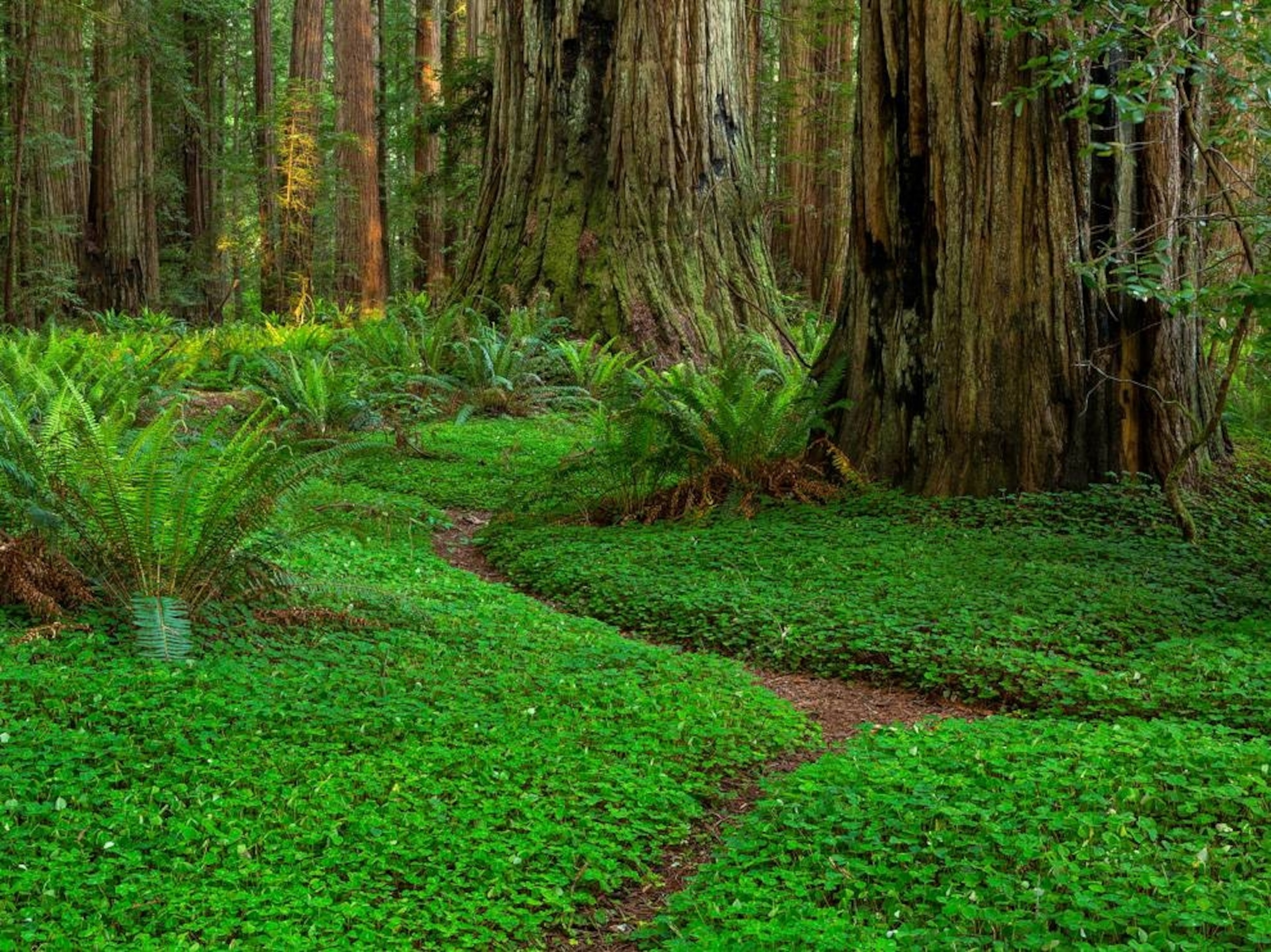 a grove at Redwood National Park, California