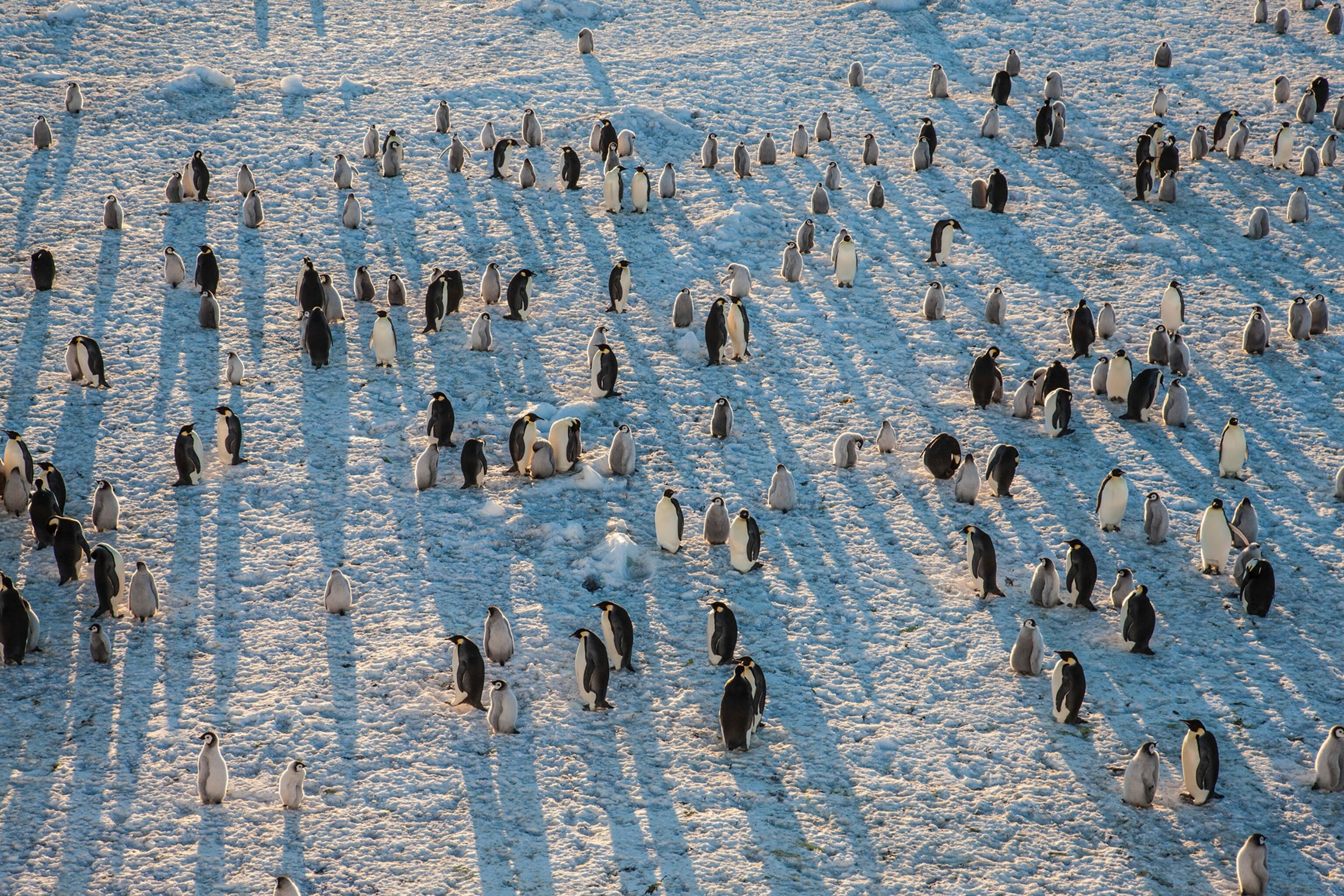 penguins soaking in sun