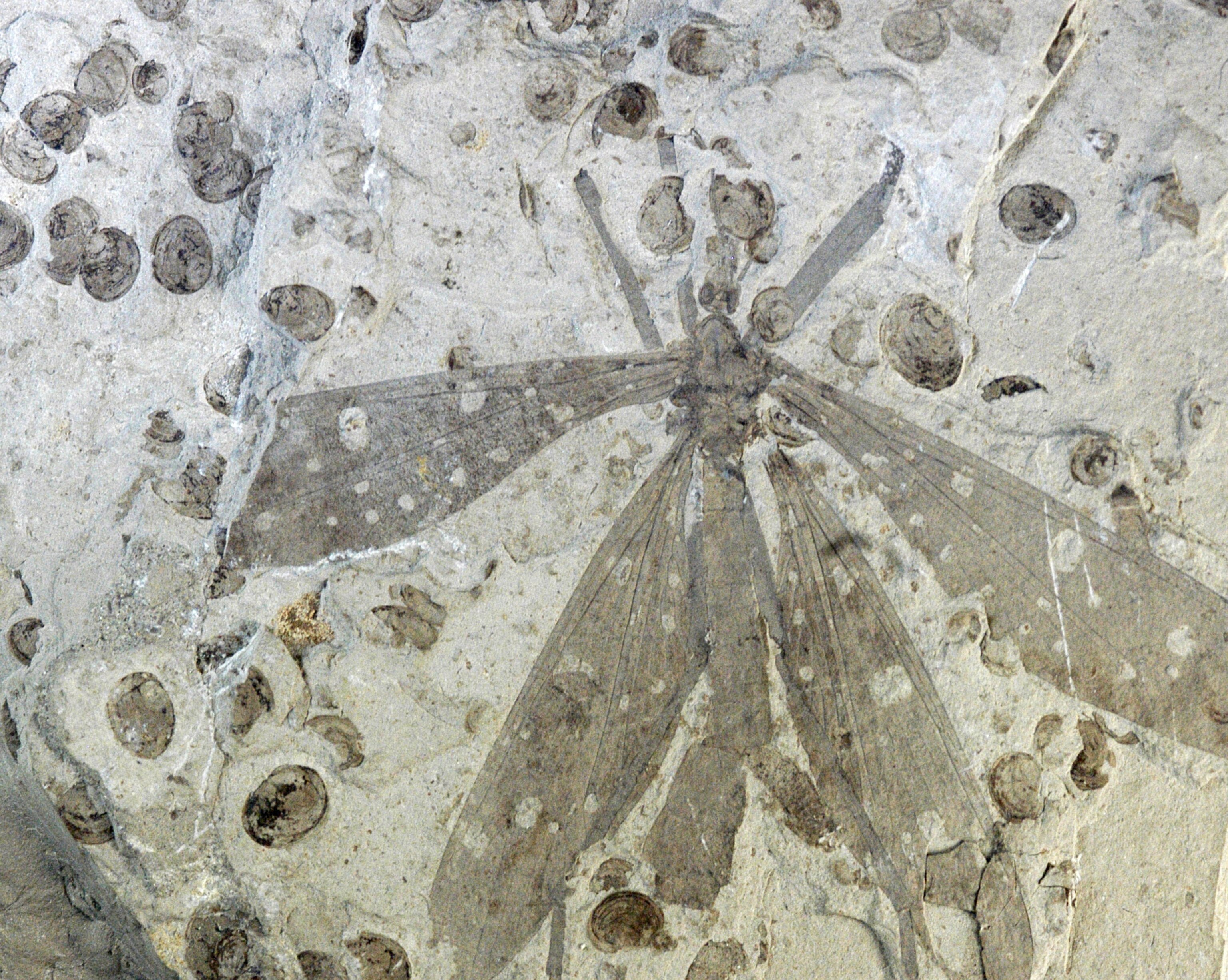 a fossilized hangingfly found in China's Inner Mongolia