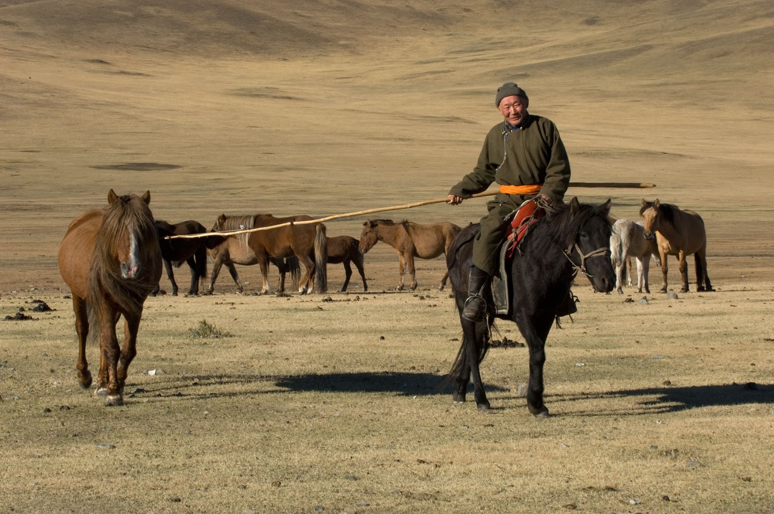 Mongolian horse herder