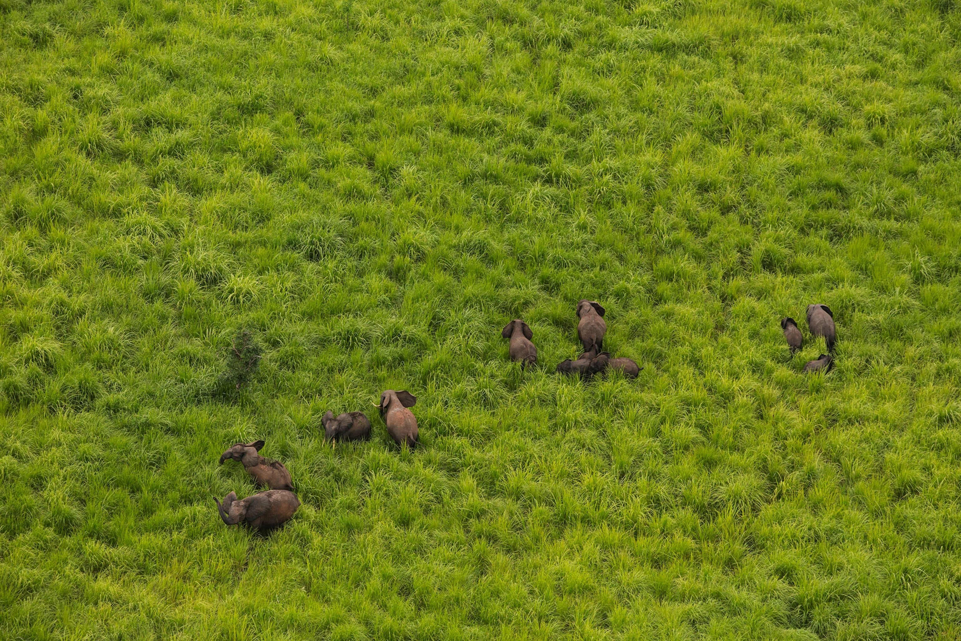 elephants in Garamba National Park in Democratic Republic of the Congo