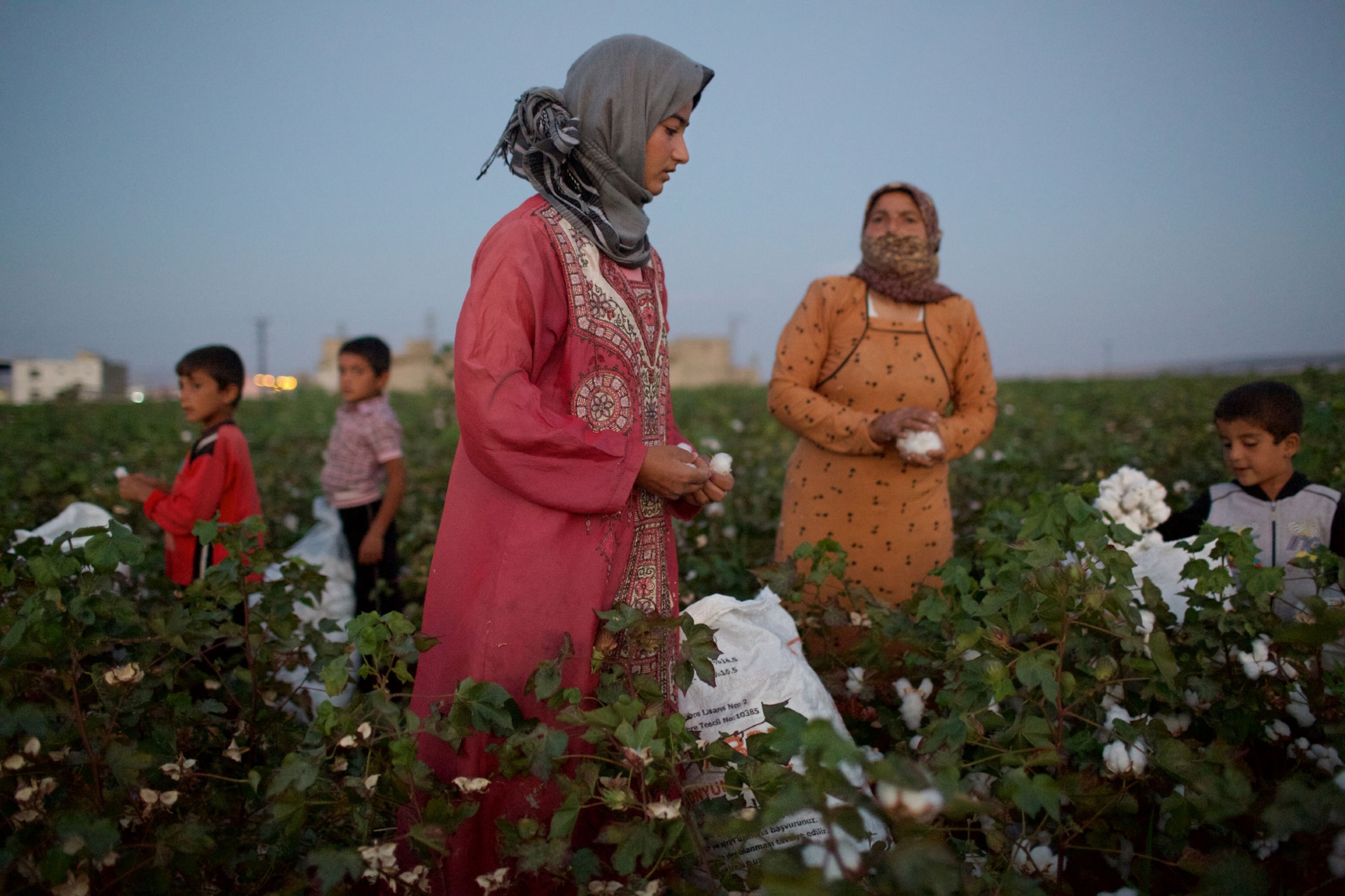 women in cotton field in turkey