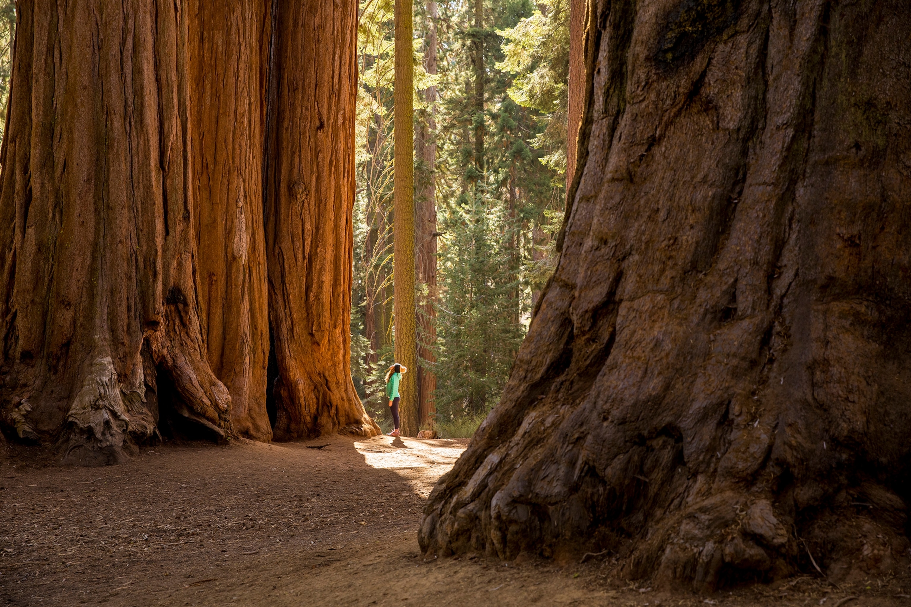 A person standing in front of a tall tree surrounded by similar trees.