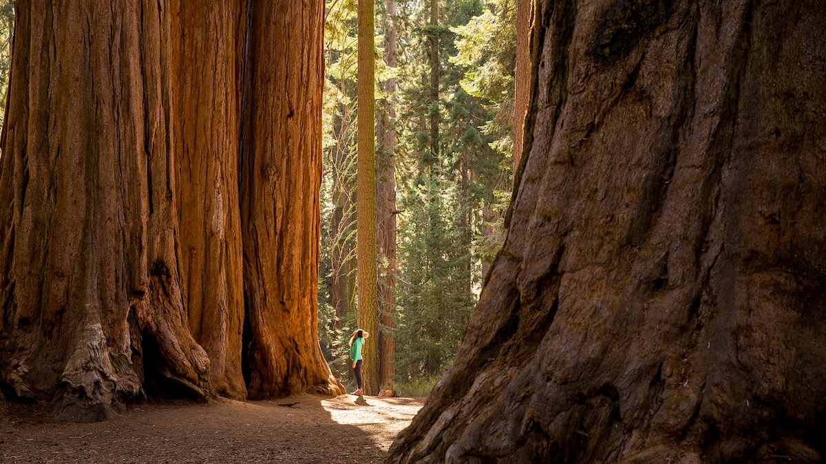 What is scream therapy and why is it making a comeback? — MARKET — ERYU PROJECT