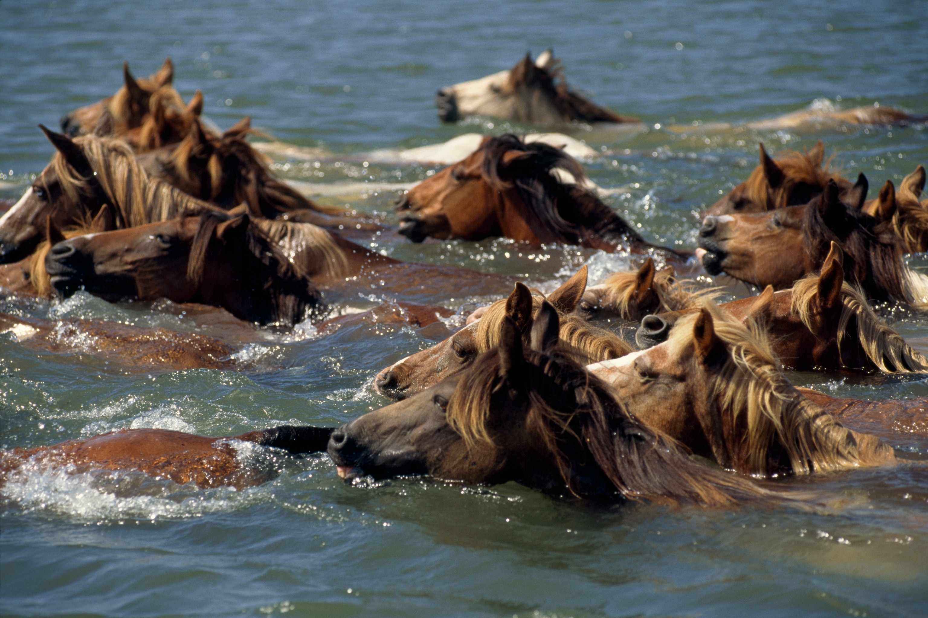 A herd of horses swim through water