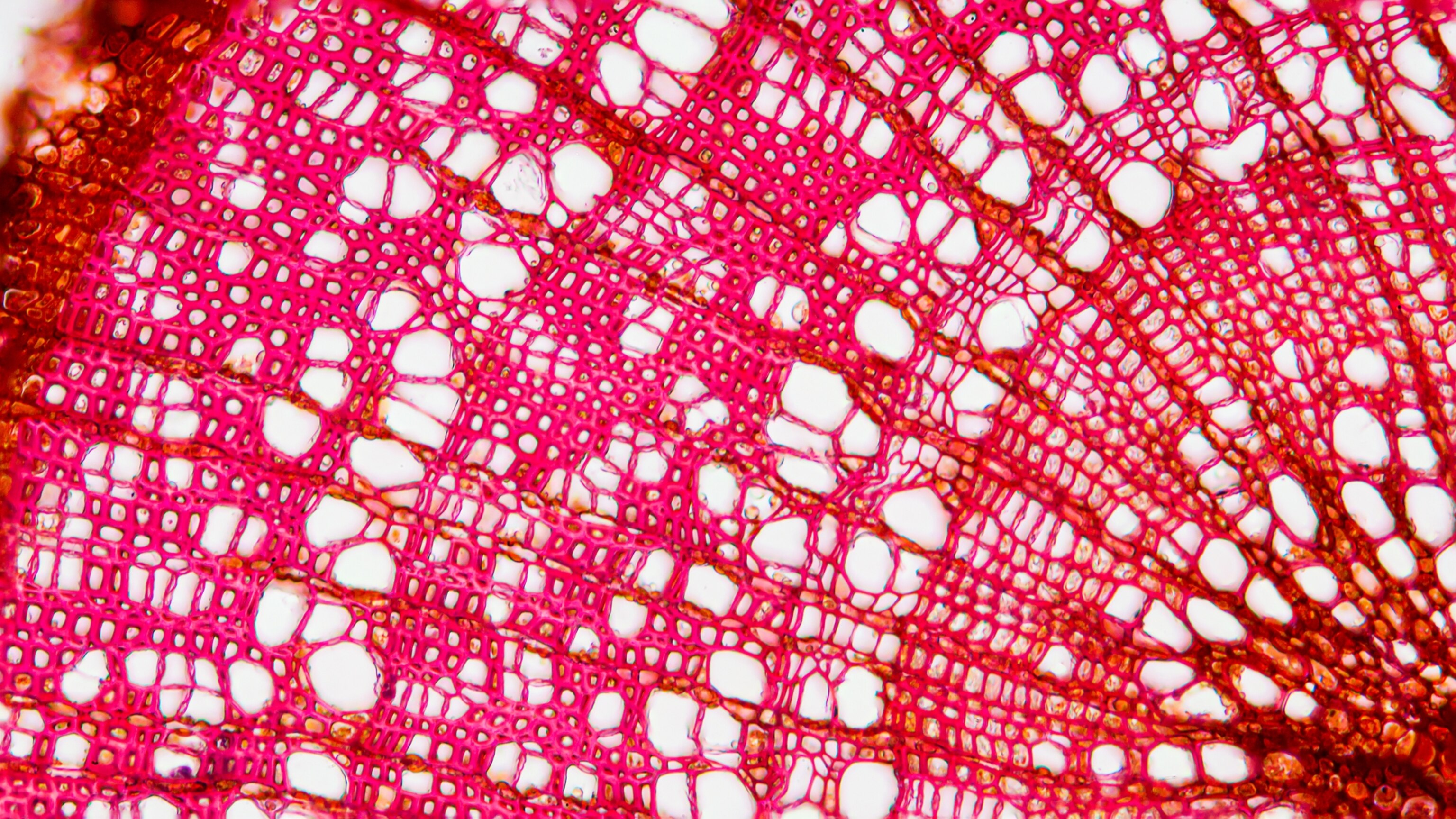 This is what plants look like—from the inside out