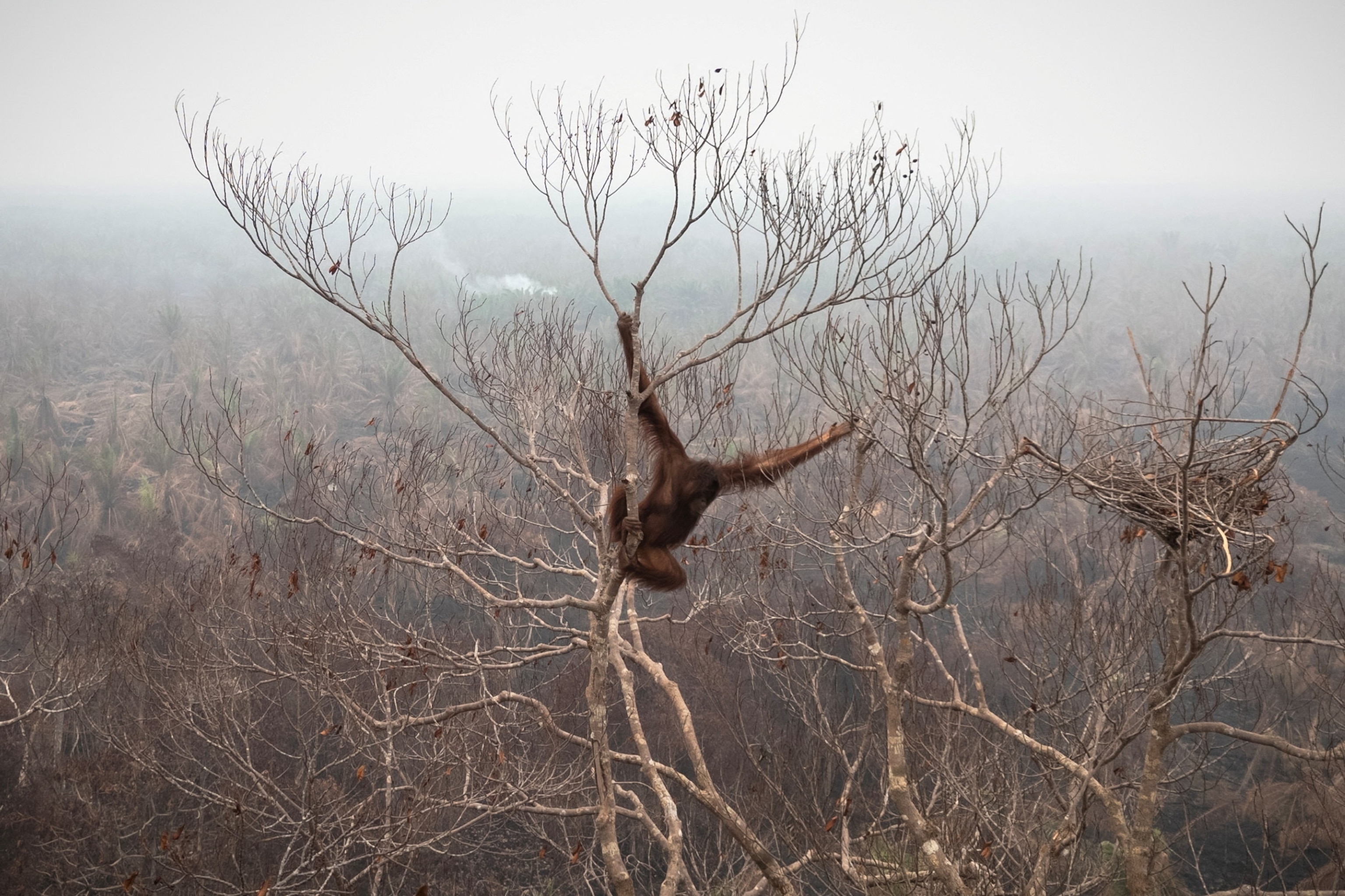 A drone view of an orangutan hanging on a tree inside a High Conservation Value (HCV) concession area of a palm-oil plantation affected by wildfires, before being rescued in Laman Satong village, Ketapang regency, West Kalimantan province, Indonesia, September 30, 2026.
