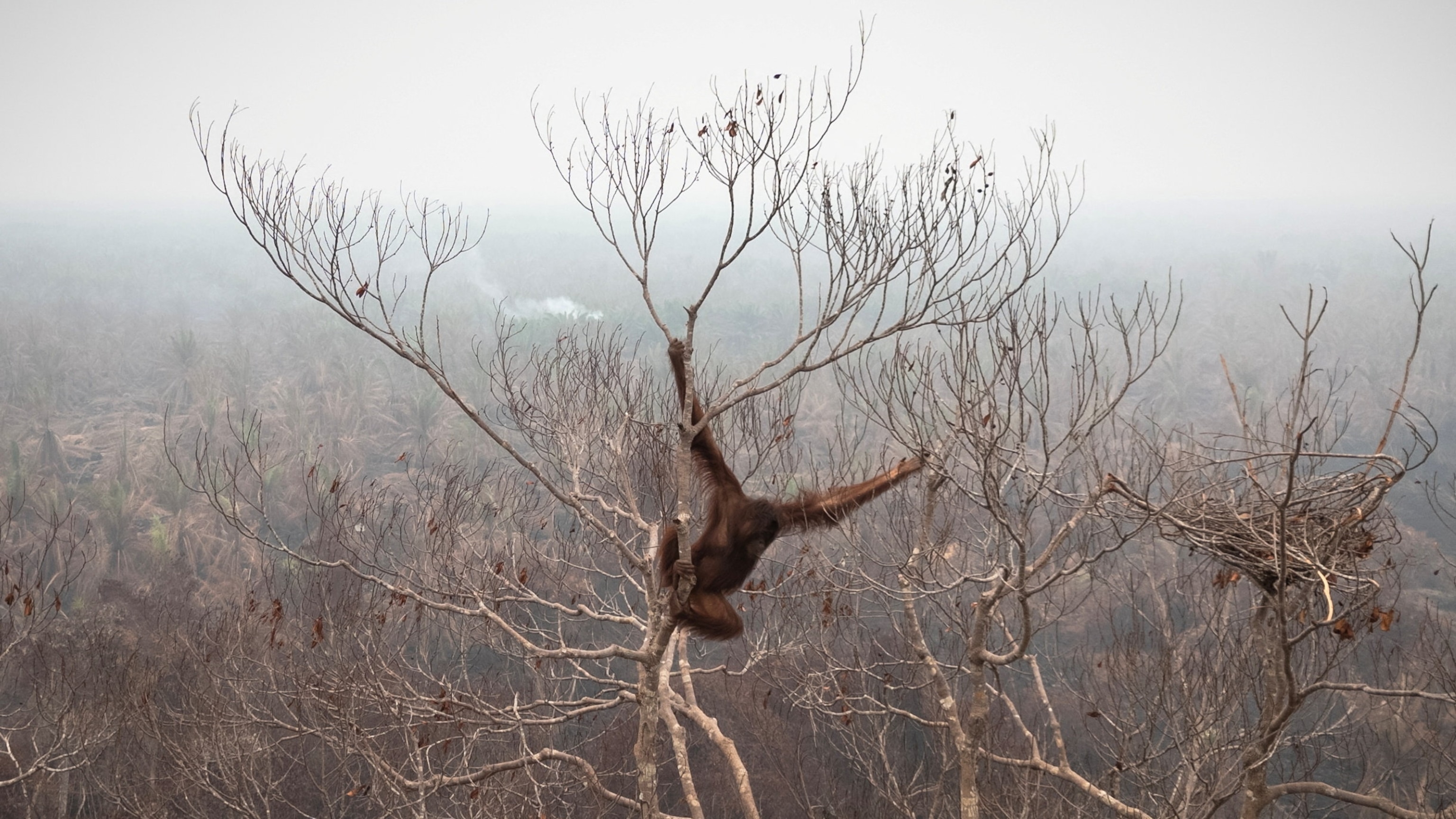 The Race to Rescue Orangutans From Indonesia's Raging Fires