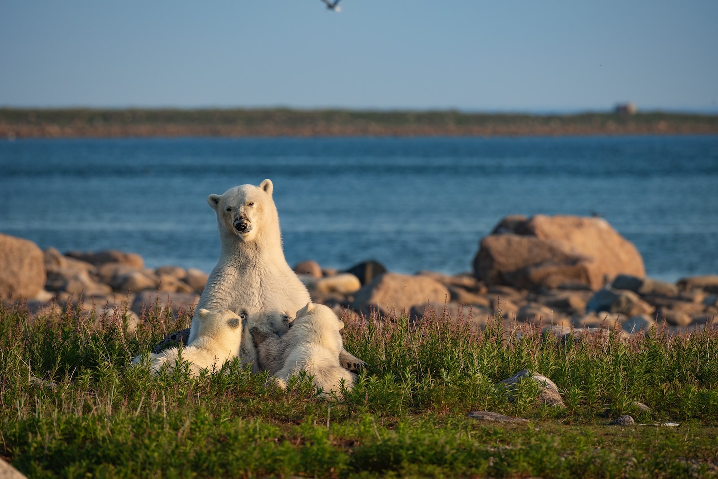 Cubs weigh just one pound at birth, but a diet of milk that is extremely rich in fat helps them bulk up quickly. Each cub will nurse for at least 20 months, and they usually stay by their mother’s side for two years.