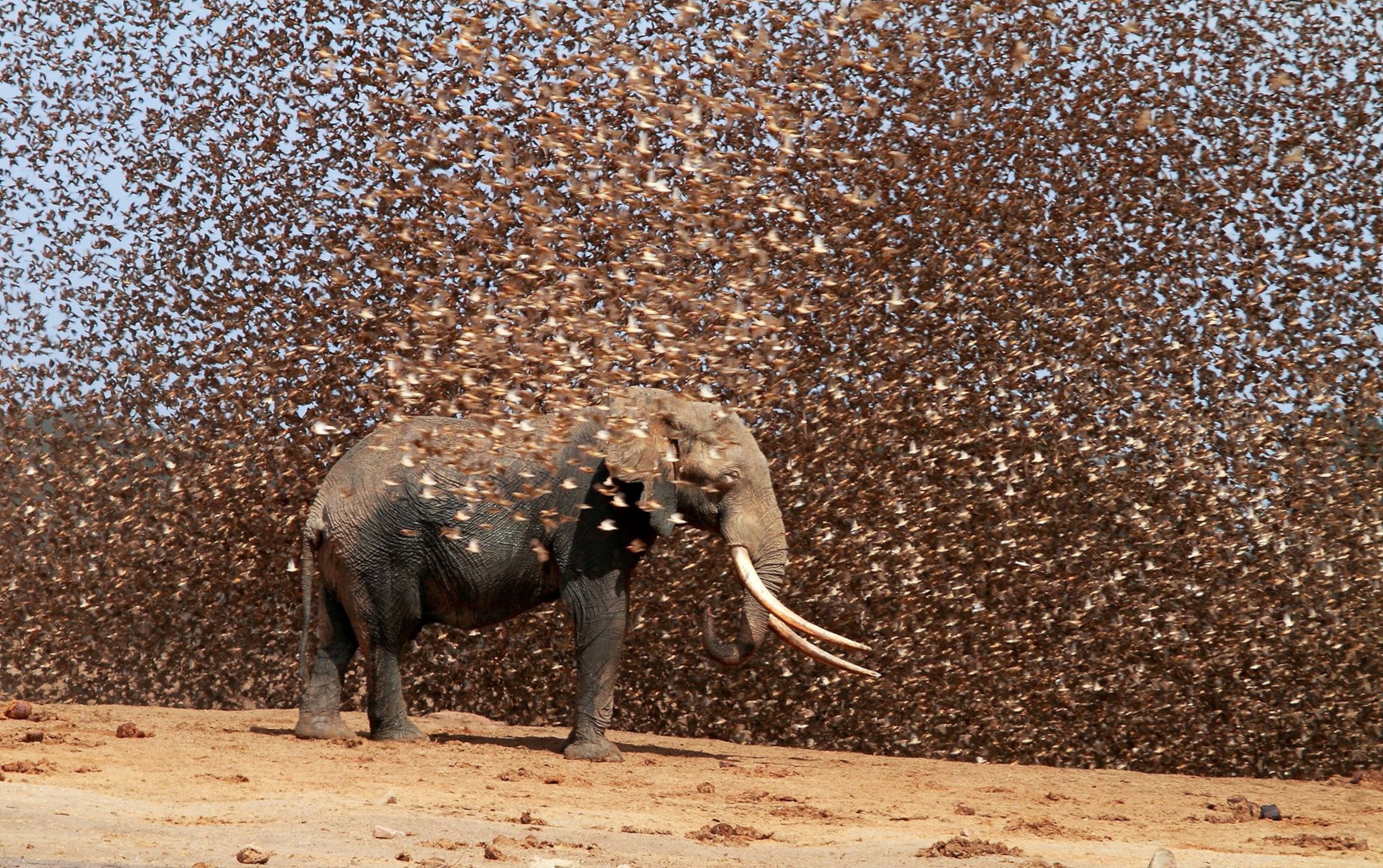 Red-billed quelea picture: one of the best bird pictures in a new contest