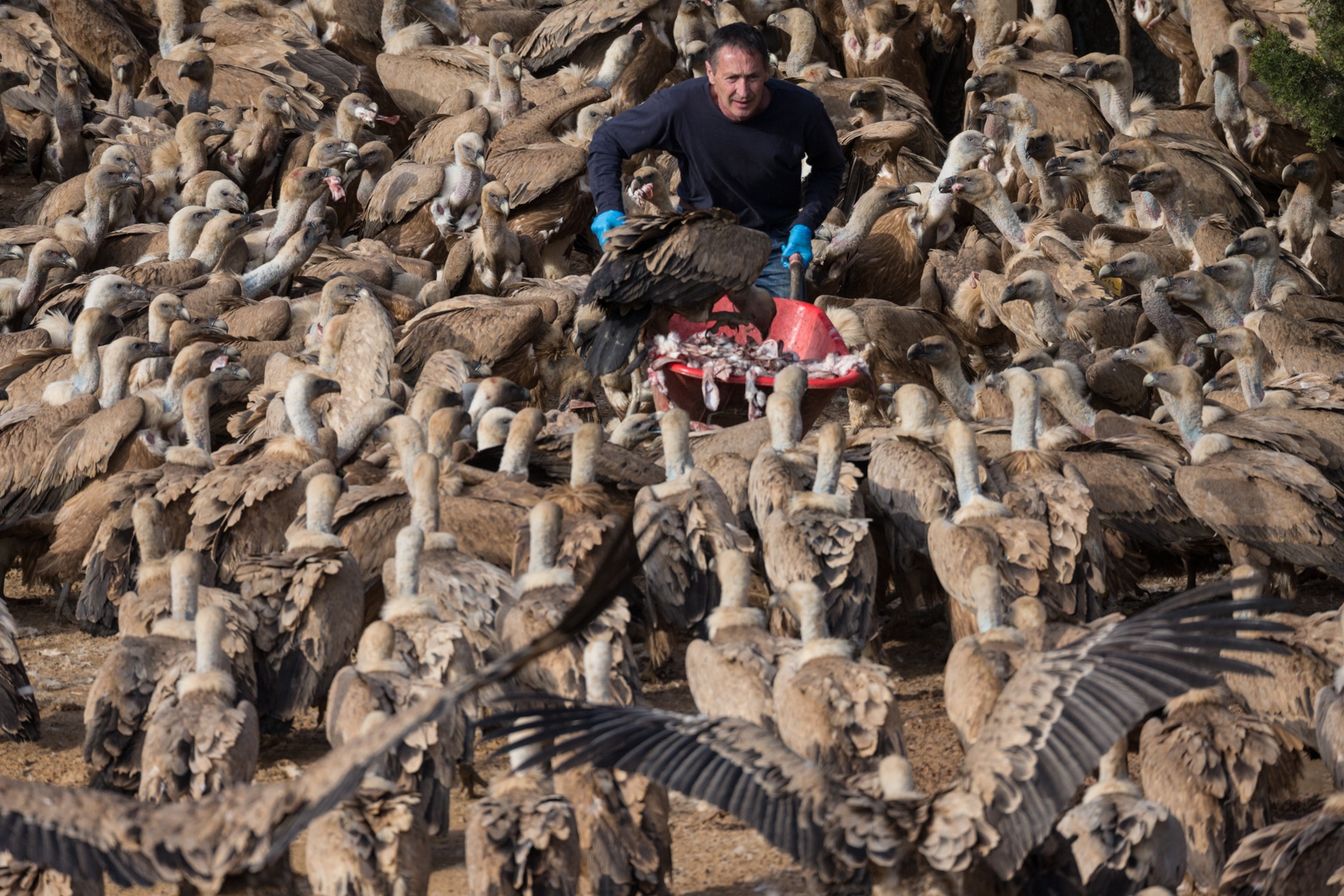 Vultures Are Revolting. Here’s Why We Need to Save Them. | National
