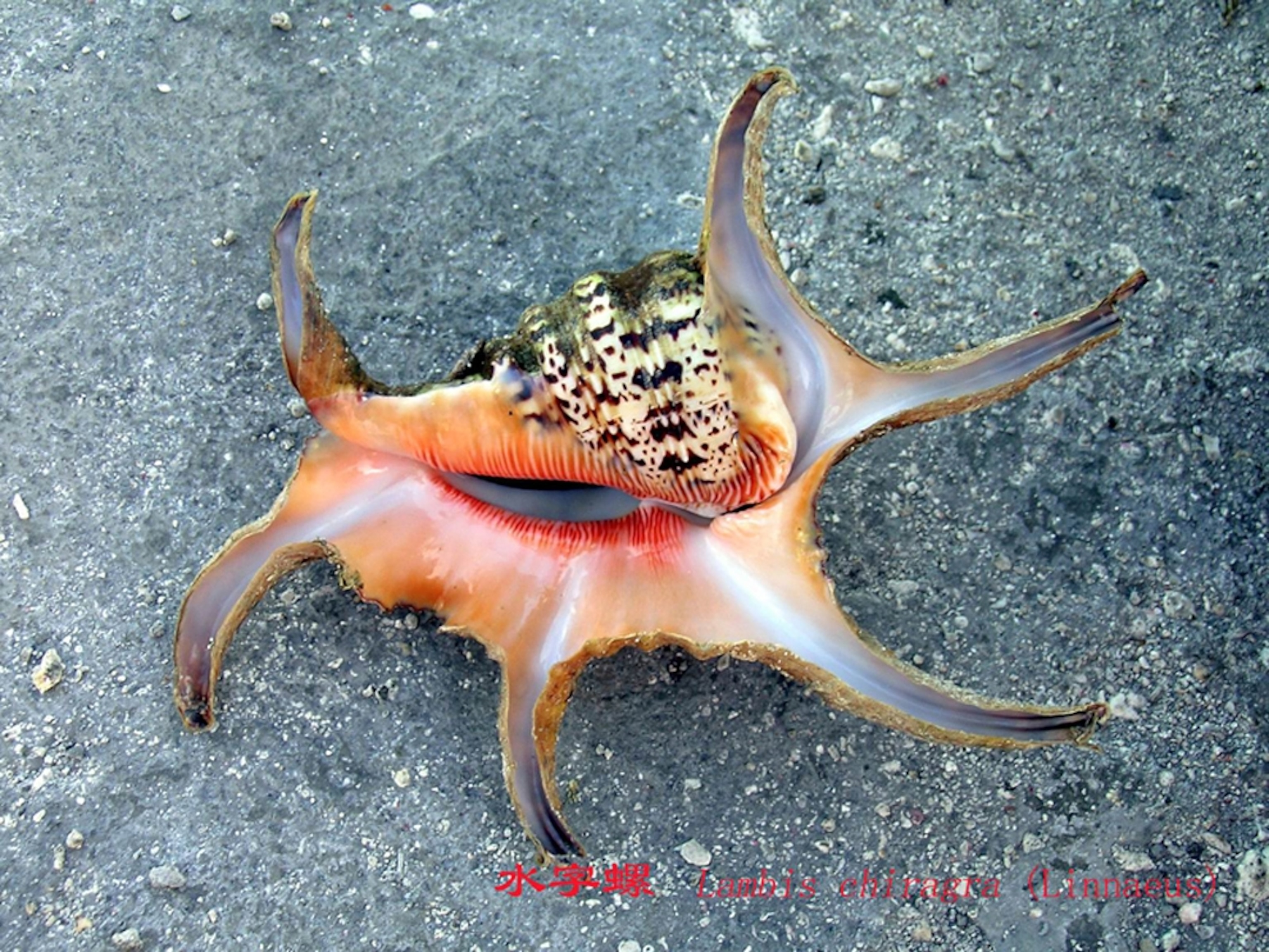 a spider conch, a Census of Marine Life species representing the diversity of 25 ocean areas