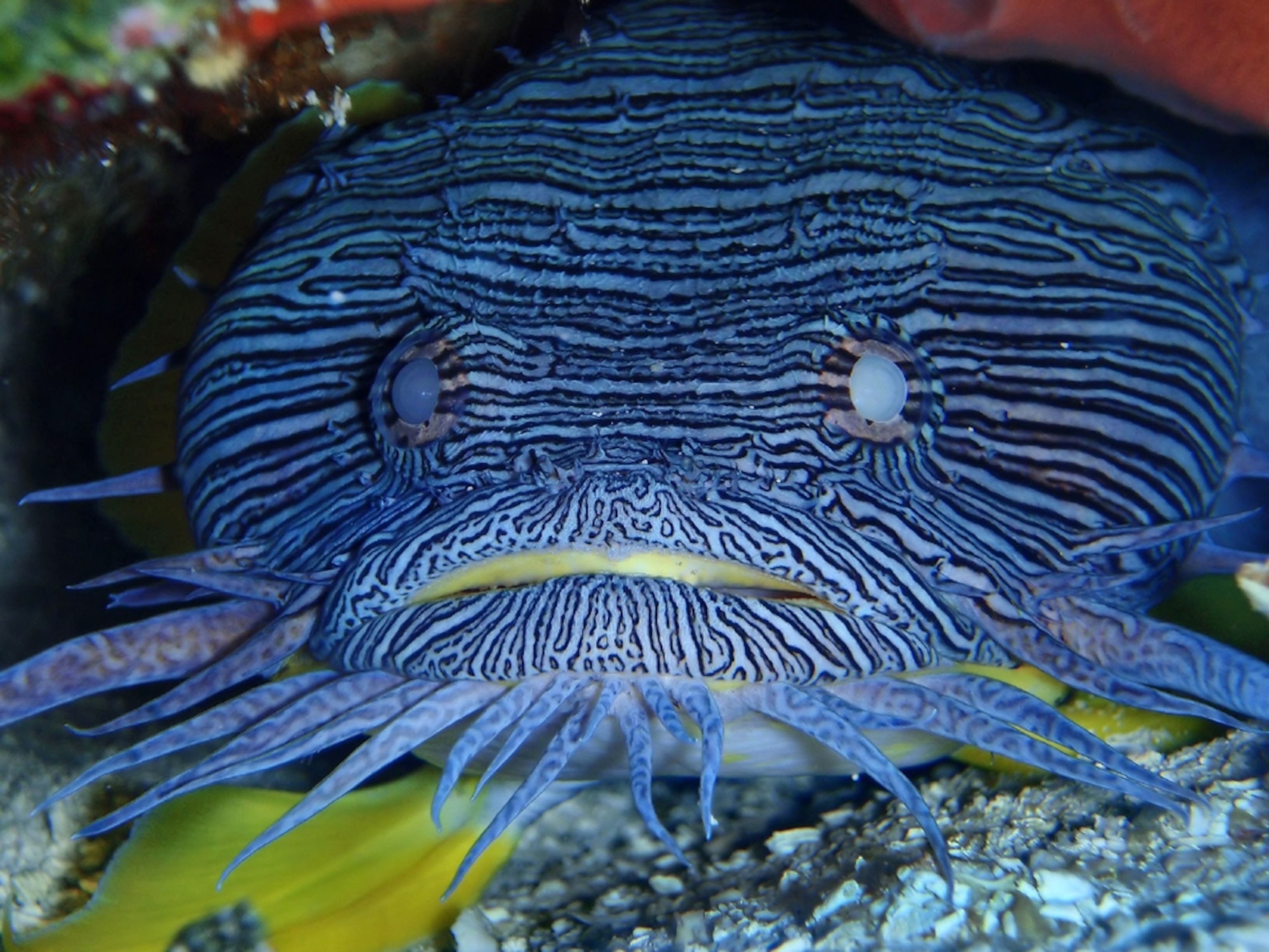 Masters of Undersea Camouflage