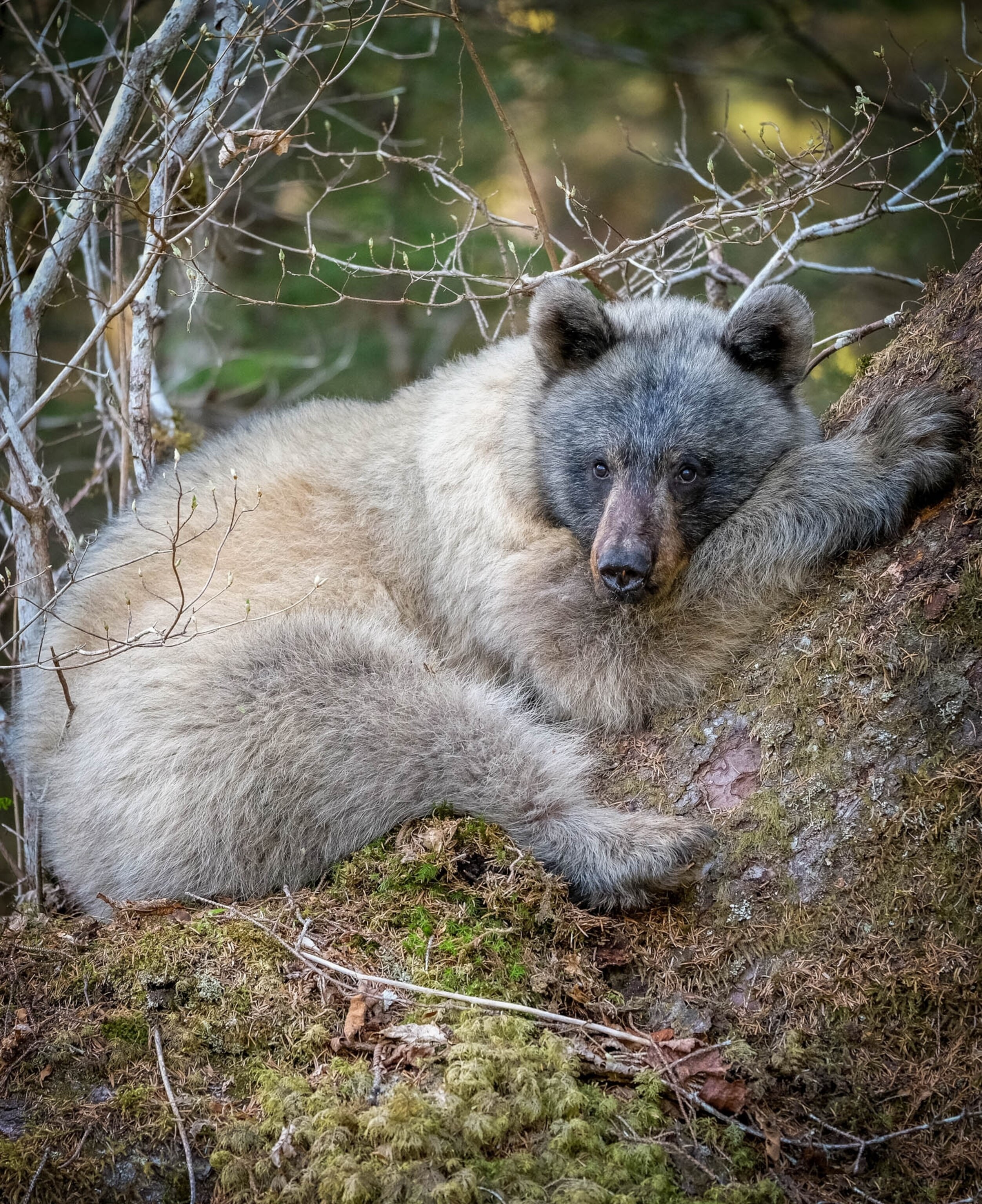 a glacier bear