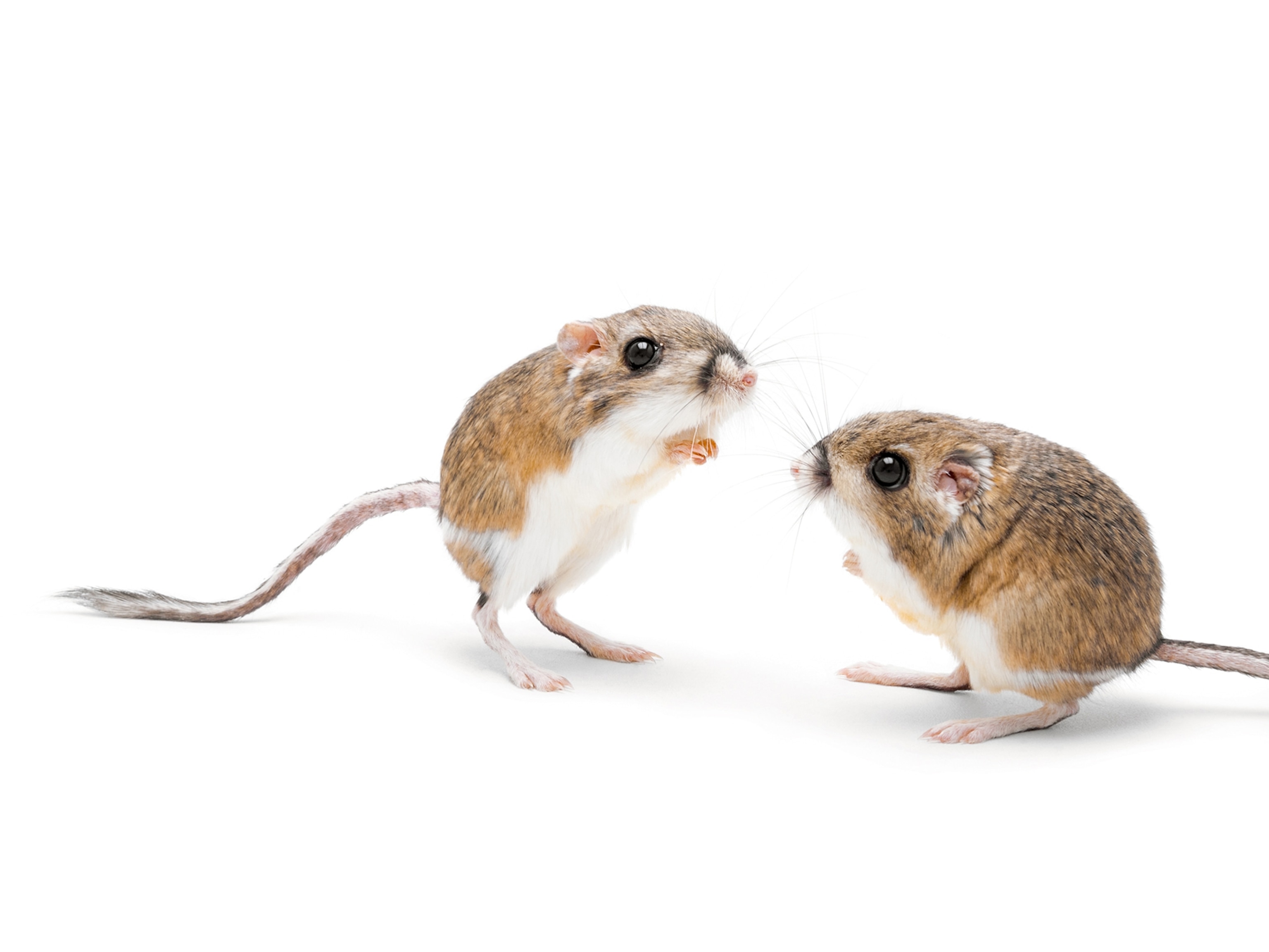 Merriam’s kangaroo rat