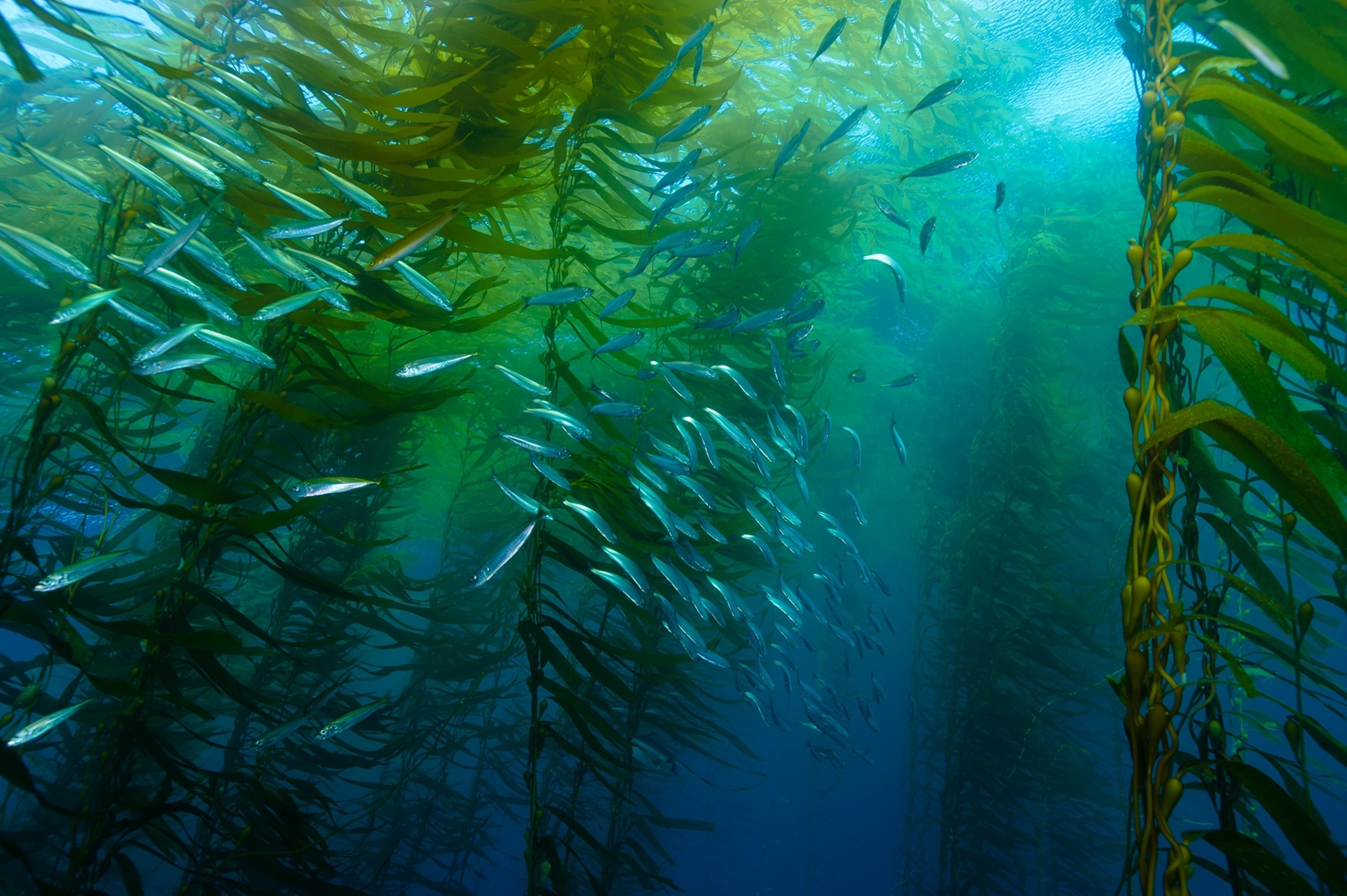 a deep green and blue kelp forest looking up towards the surface with fish swimming by