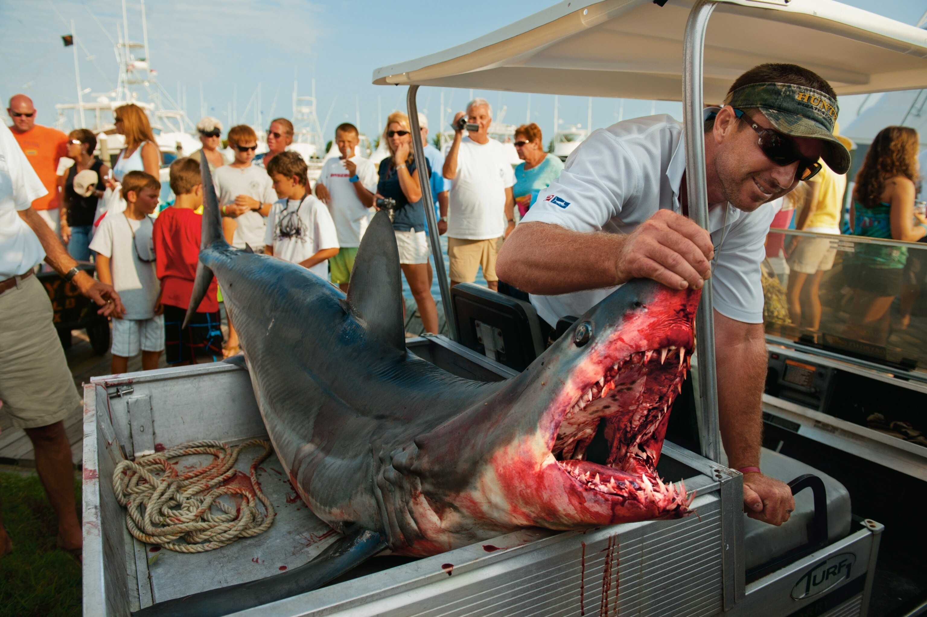 a Manteo crowd gawking at a mako shark hauled during a fishing tournament