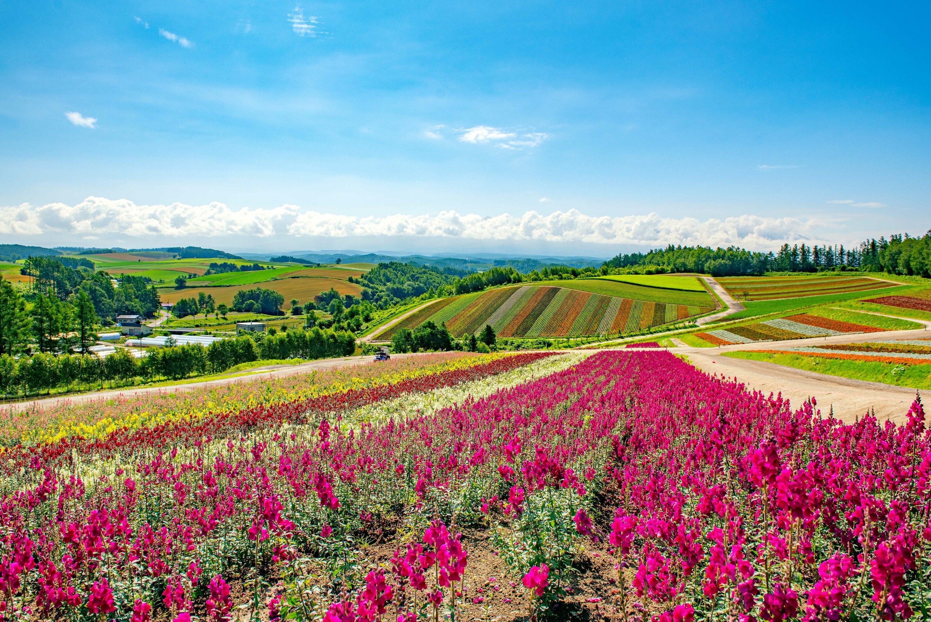 Colourful fields with rows of various flowers. In the foreground, a sheet of vibrant pink.