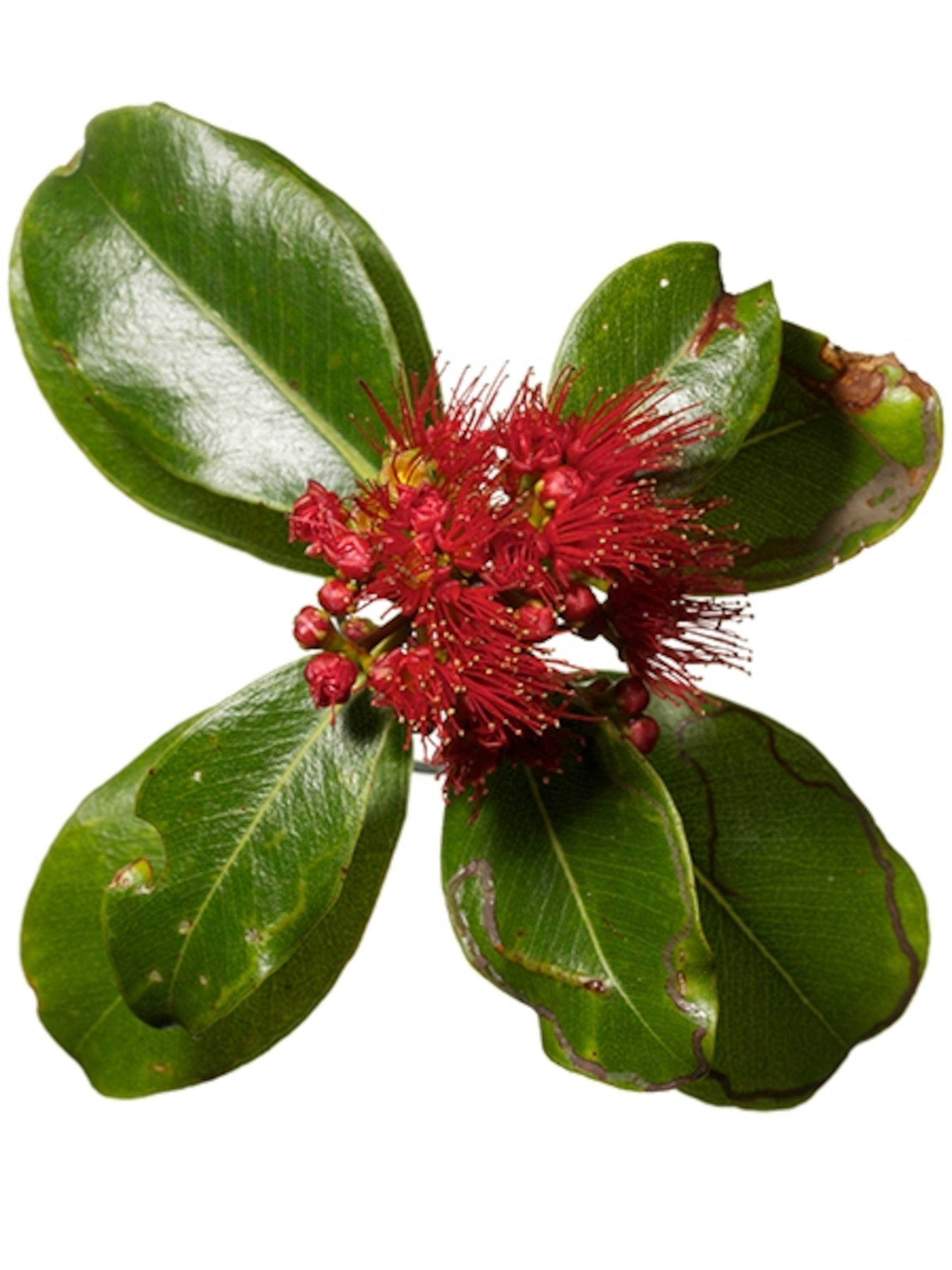 Scientific Name: Metrosideros collina var collina, Notes: Native. Tahitian names are Puarata/Rata in the Society and the Australs, Heua/Feua in the Marquesas,