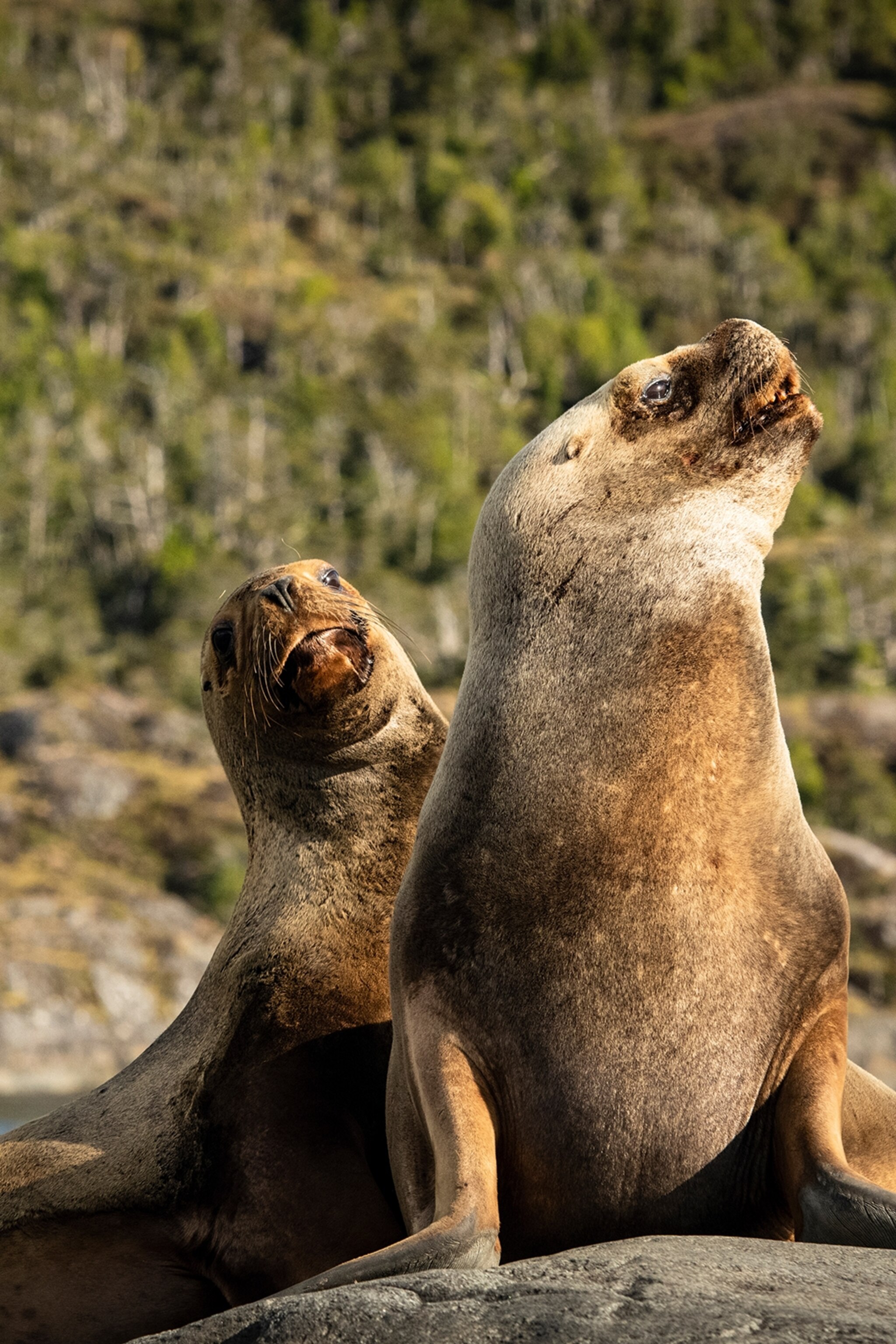 A pair of sea lions perched on a sun-lit rock in the sea.