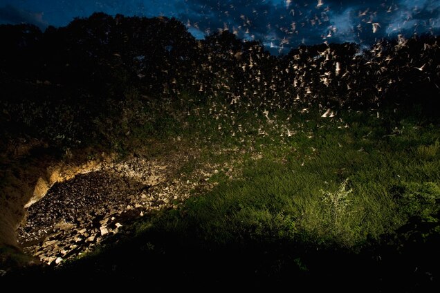 A group of Brazilian free-tailed bats (Tadarida brasiliensis) emerges from Bracken Cave in Texas at dusk. Photograph by Michael Durham, Minden Pictures/National Geographic