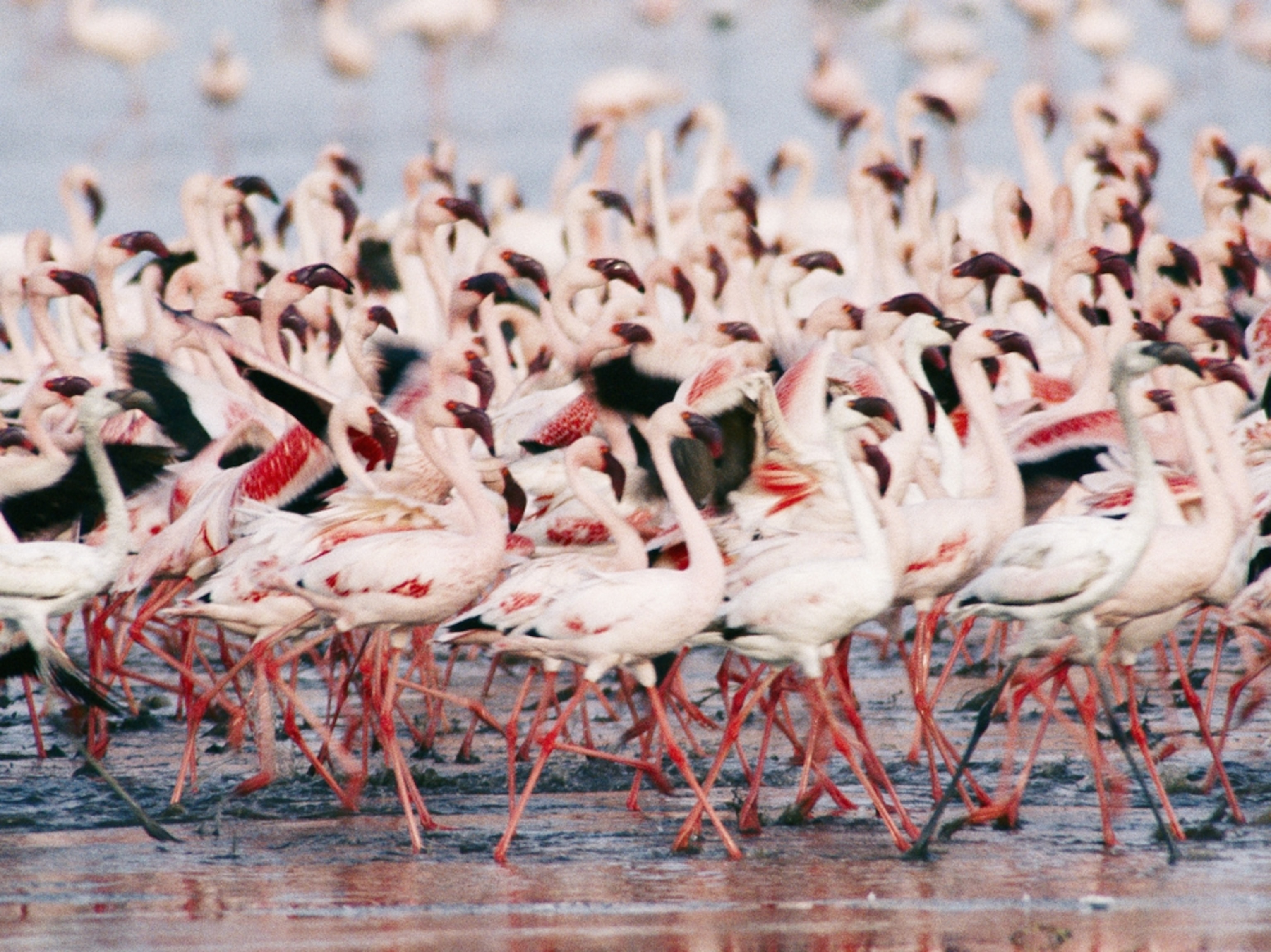 Flamingos picture: birds in Botswana, part of the world's biggest conservation area