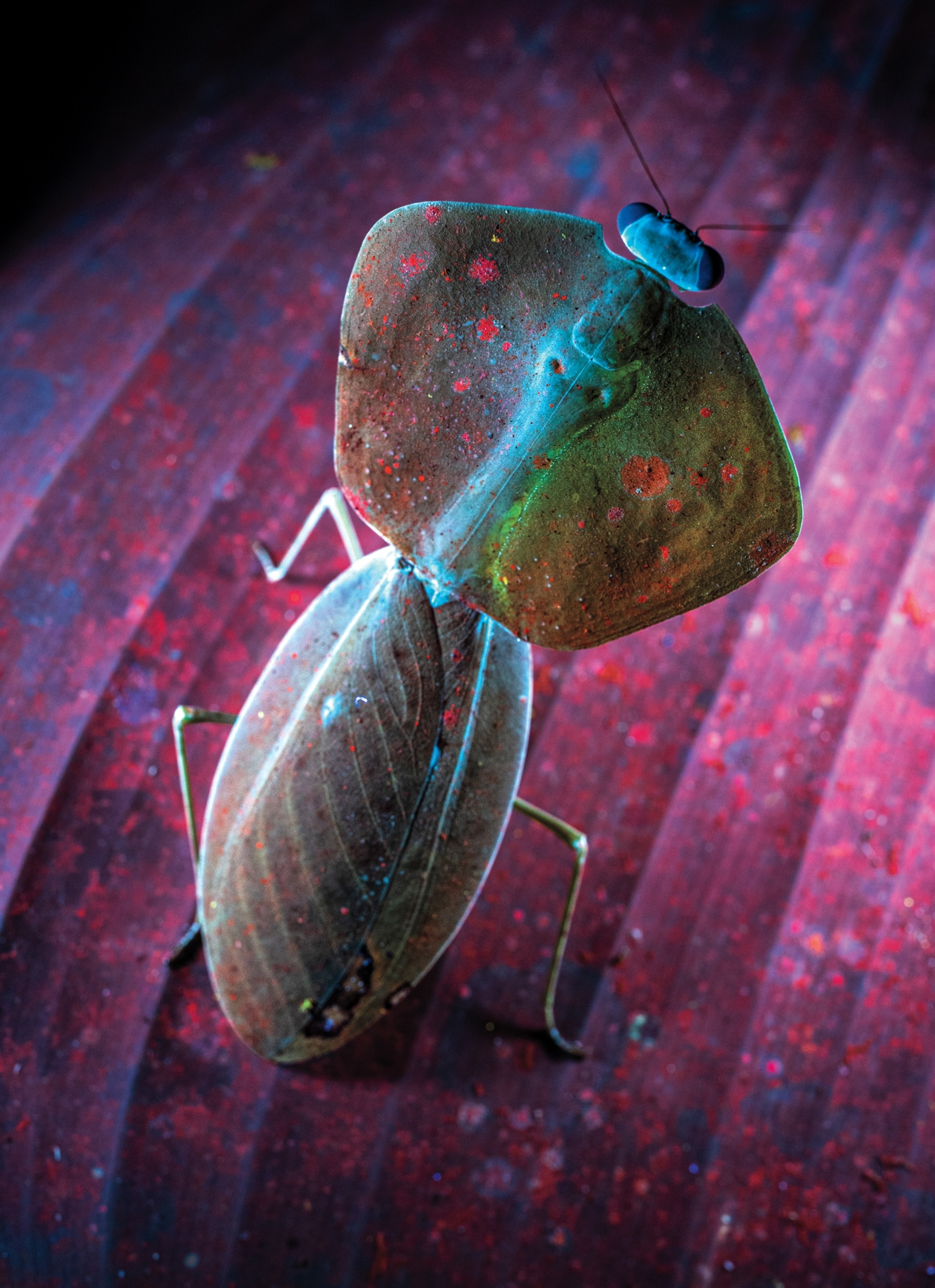 A mantis is spotted with bright blue, red, and green marks and stands on top of a leaf with bright red dots.