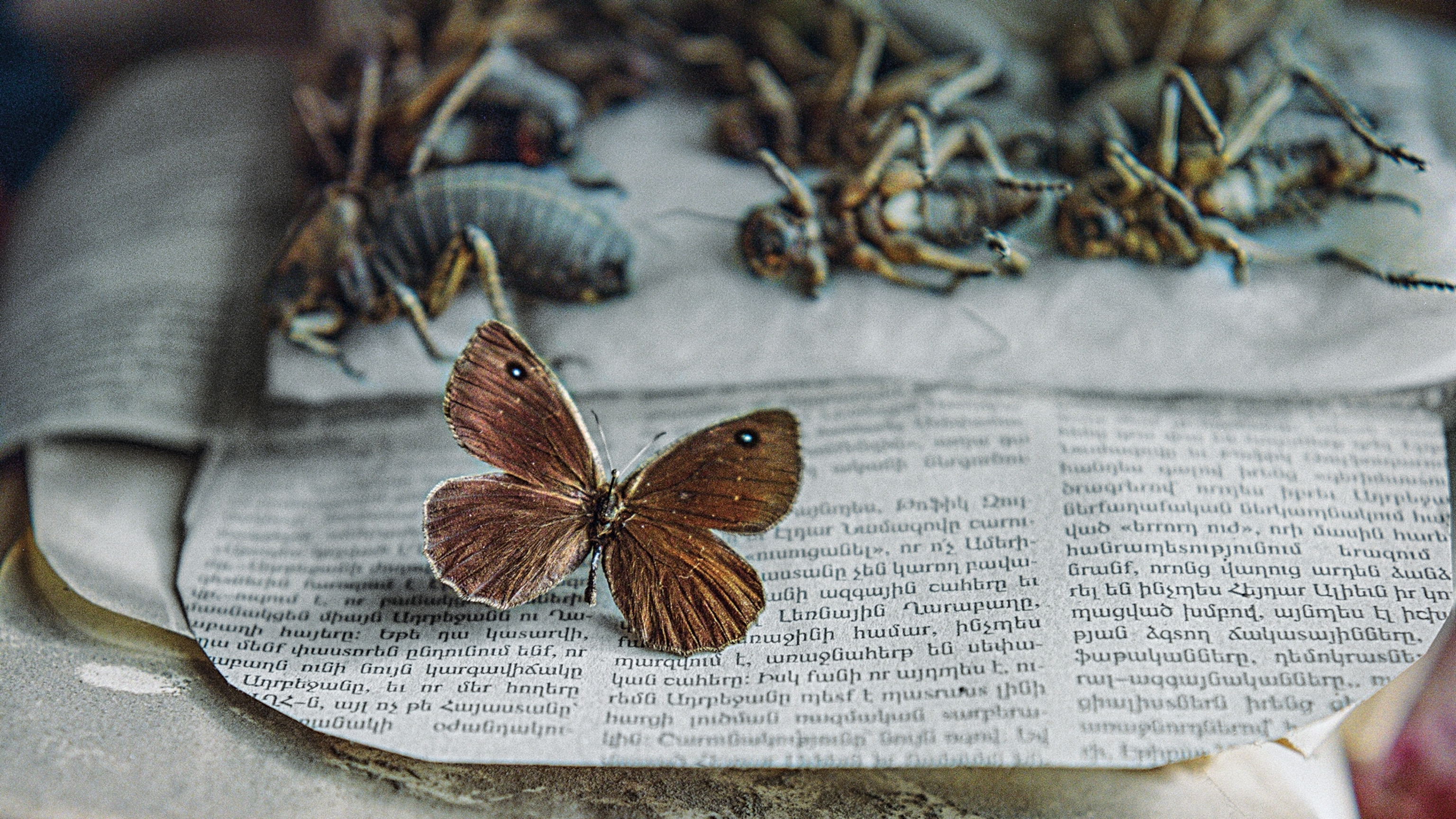 A daughter's epic quest to find one of the rarest butterflies—named after her father