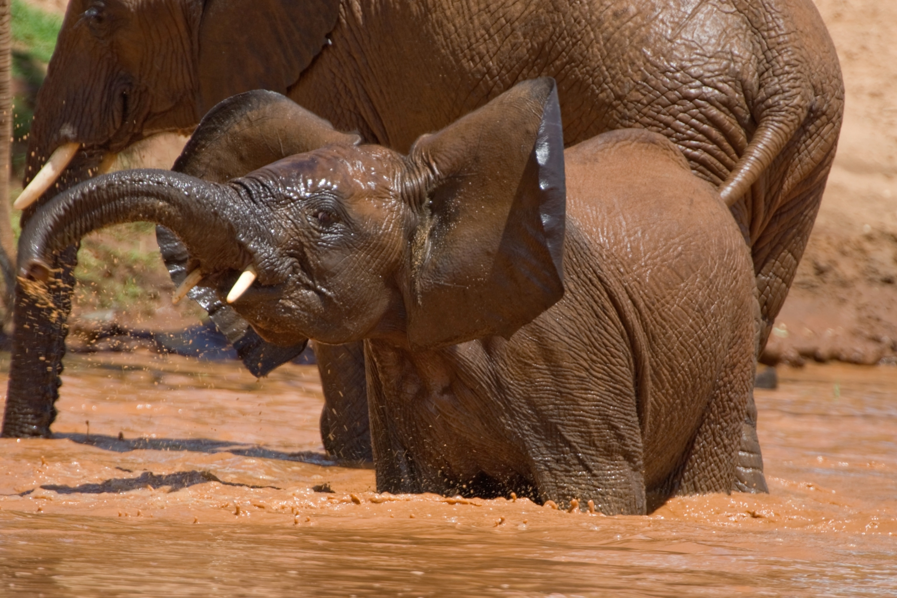 A small elephant, with it's trunk up and ears out.