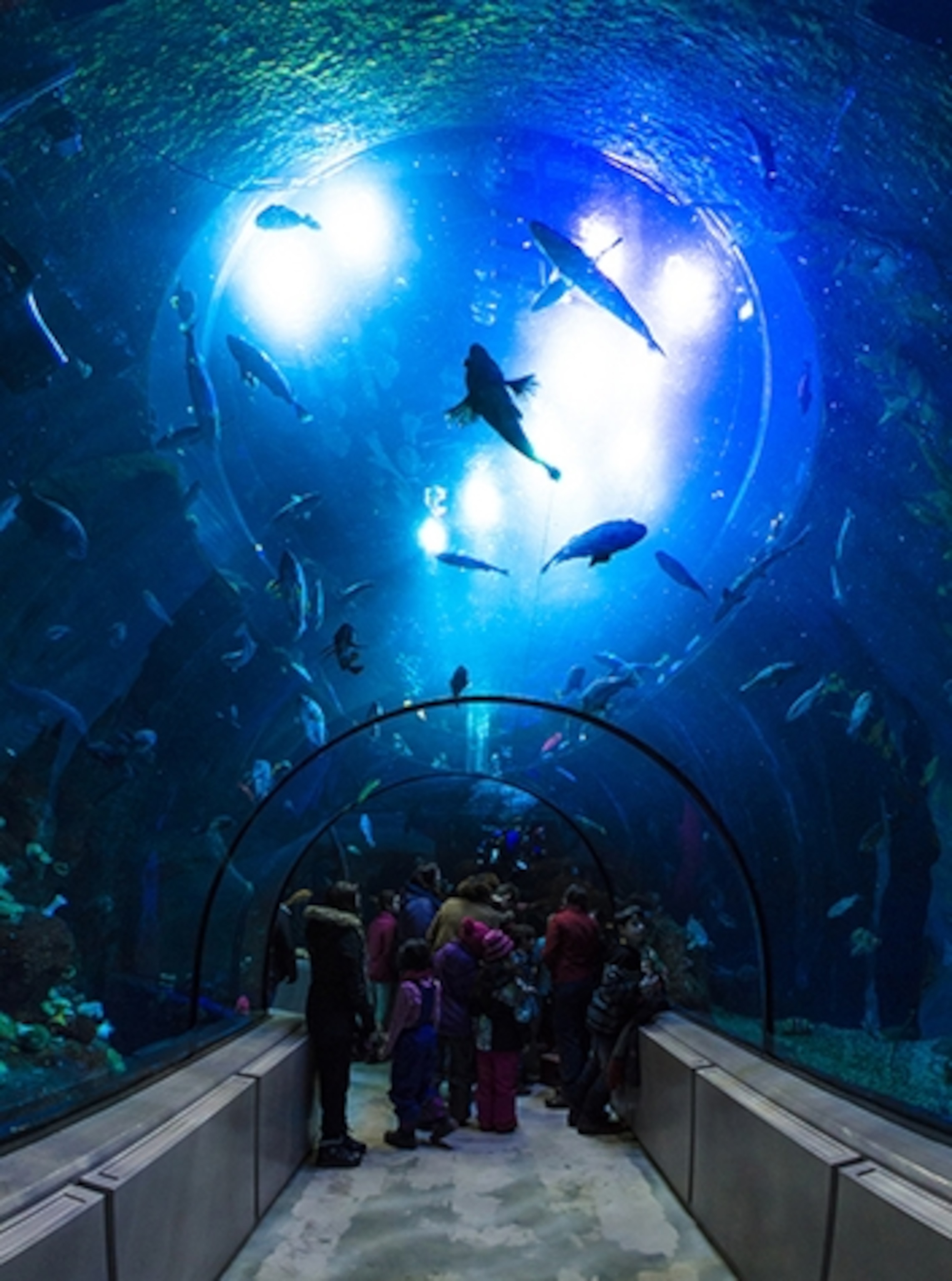 Must-see for kids: The Aquarium du Québec. (Photograph by olitaillon, Flickr