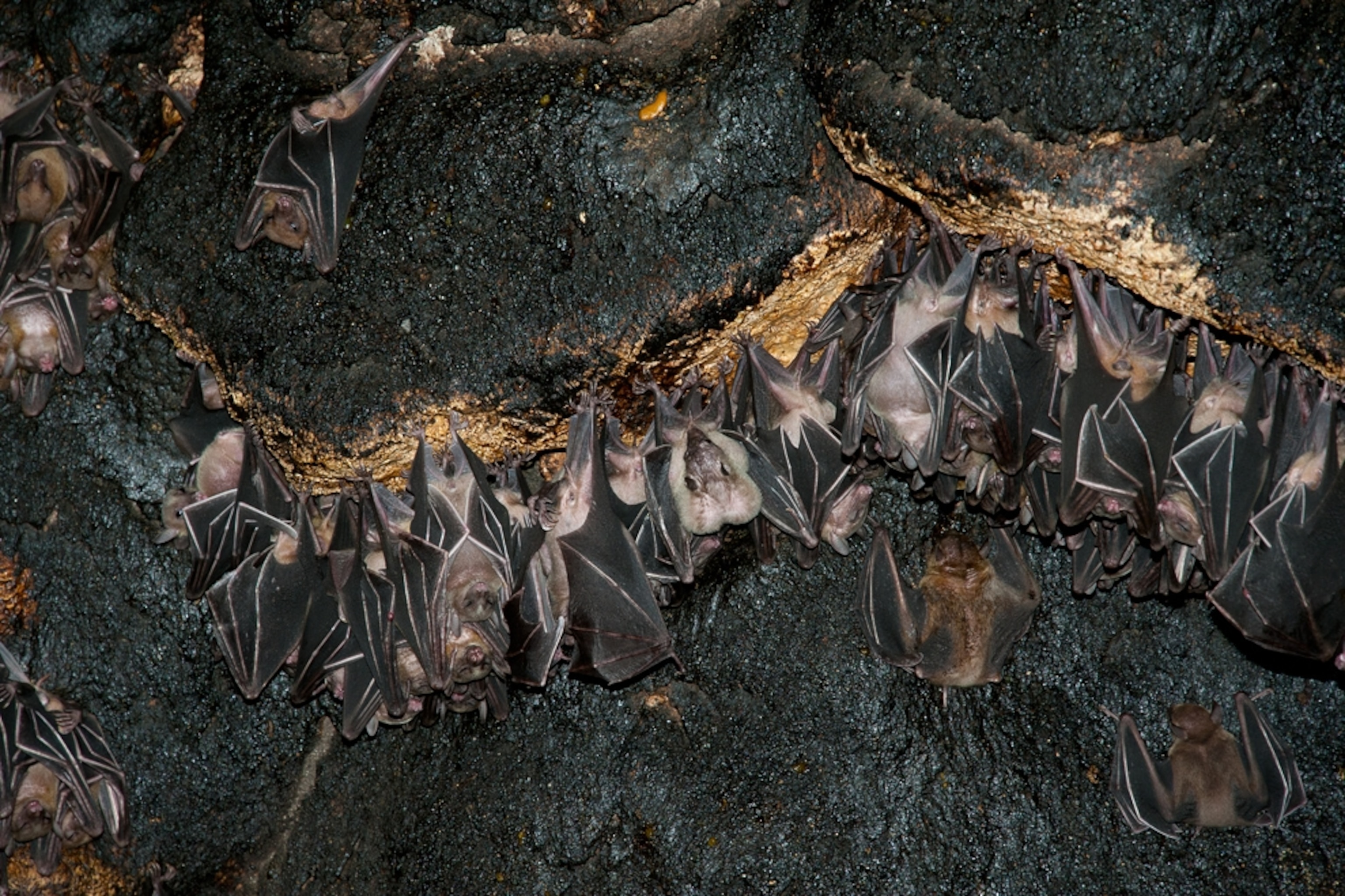 Pictures Bats Swarm Philippines Cave