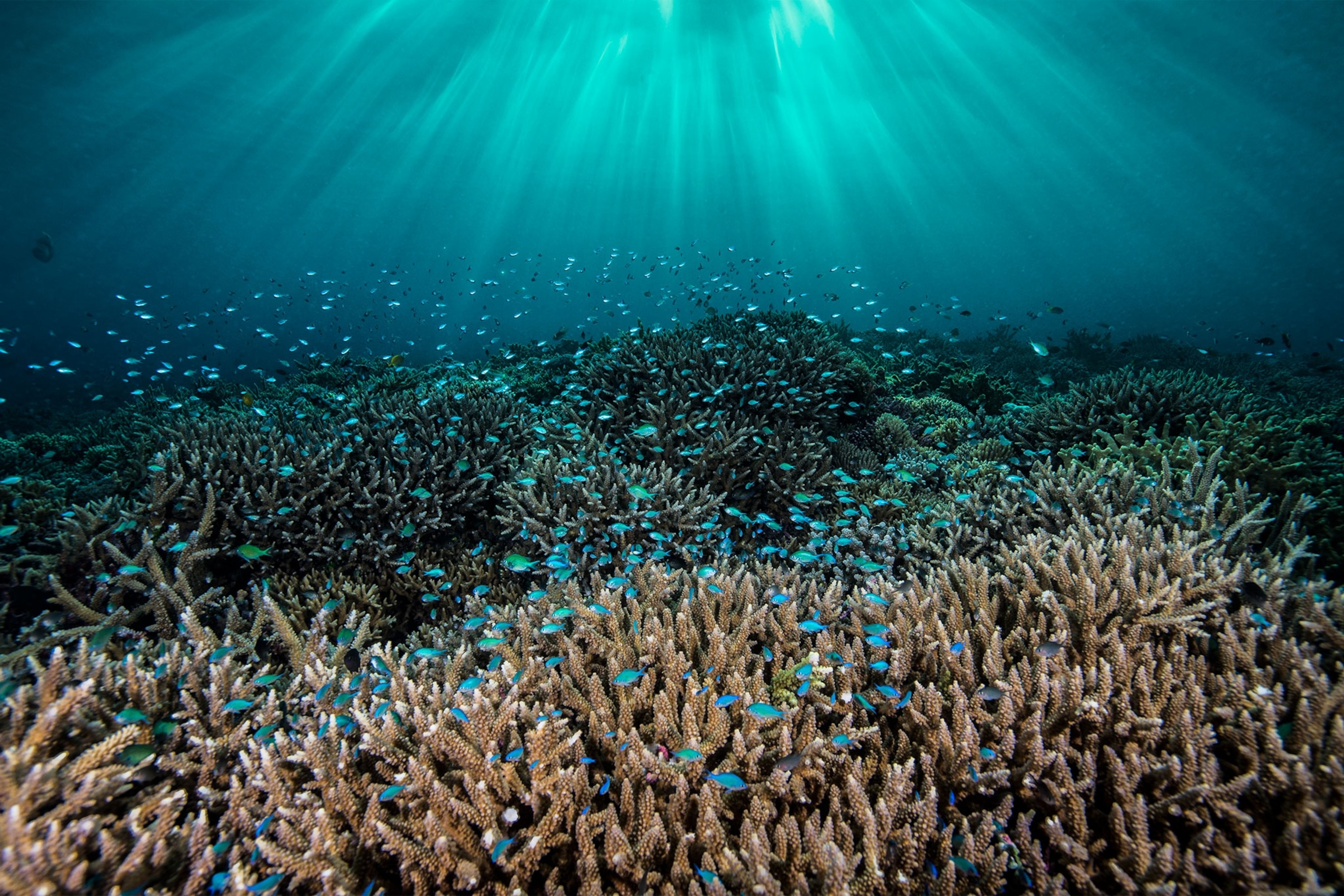 anthias fish swimming over coral
