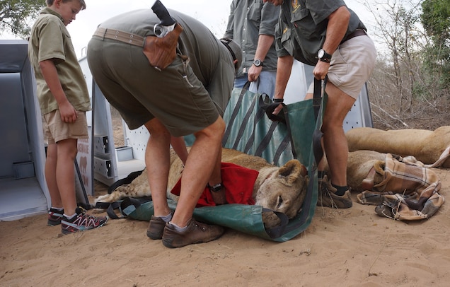 Lions Return to Rwanda for First Time Since Genocide’s Aftermath A crew prepares a lion for the move from South Africa Rwanda. Photograph by Cynthia Walley