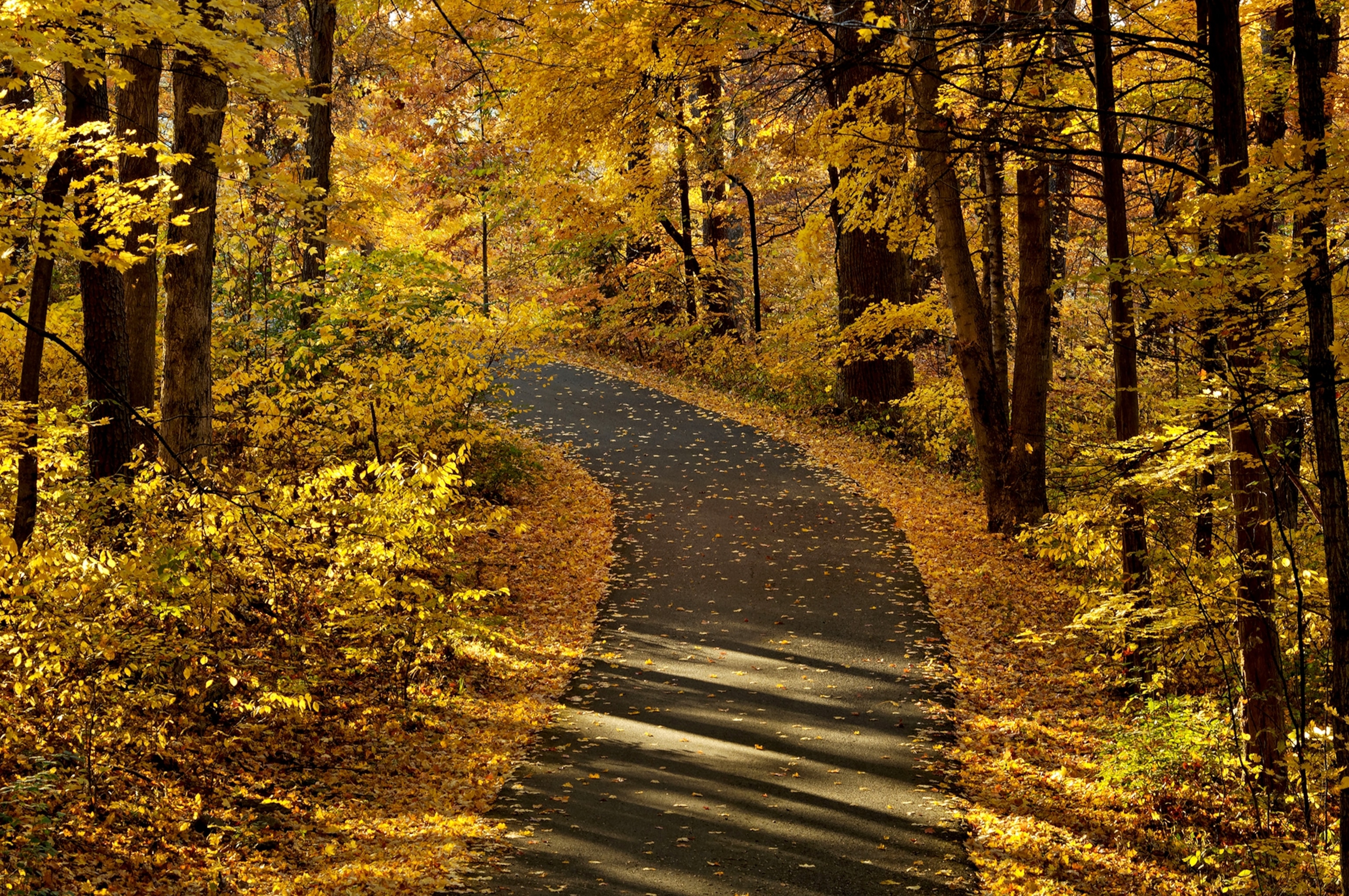 autumn foilage in Bernheim Arboretum and Research Forest in Bullitt County, Kentucky