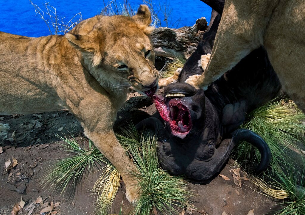 This lifelike exhibit is one of more than 2,000 displays at the 43rd Annual Safari Club International Convention, held in Las Vegas in February. U.S. hunters make up the largest market for captive lion hunts in South Africa - Photograph by Brian Cahn, Zuma/Corbis