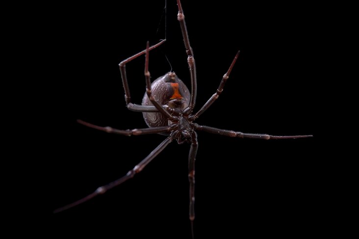 <p>The extremely venomous Northern <a href="https://www.nationalgeographic.com/animals/invertebrates/facts/black-widow-spiders">black widow spider</a> bites about 2,500 people a year.</p>
