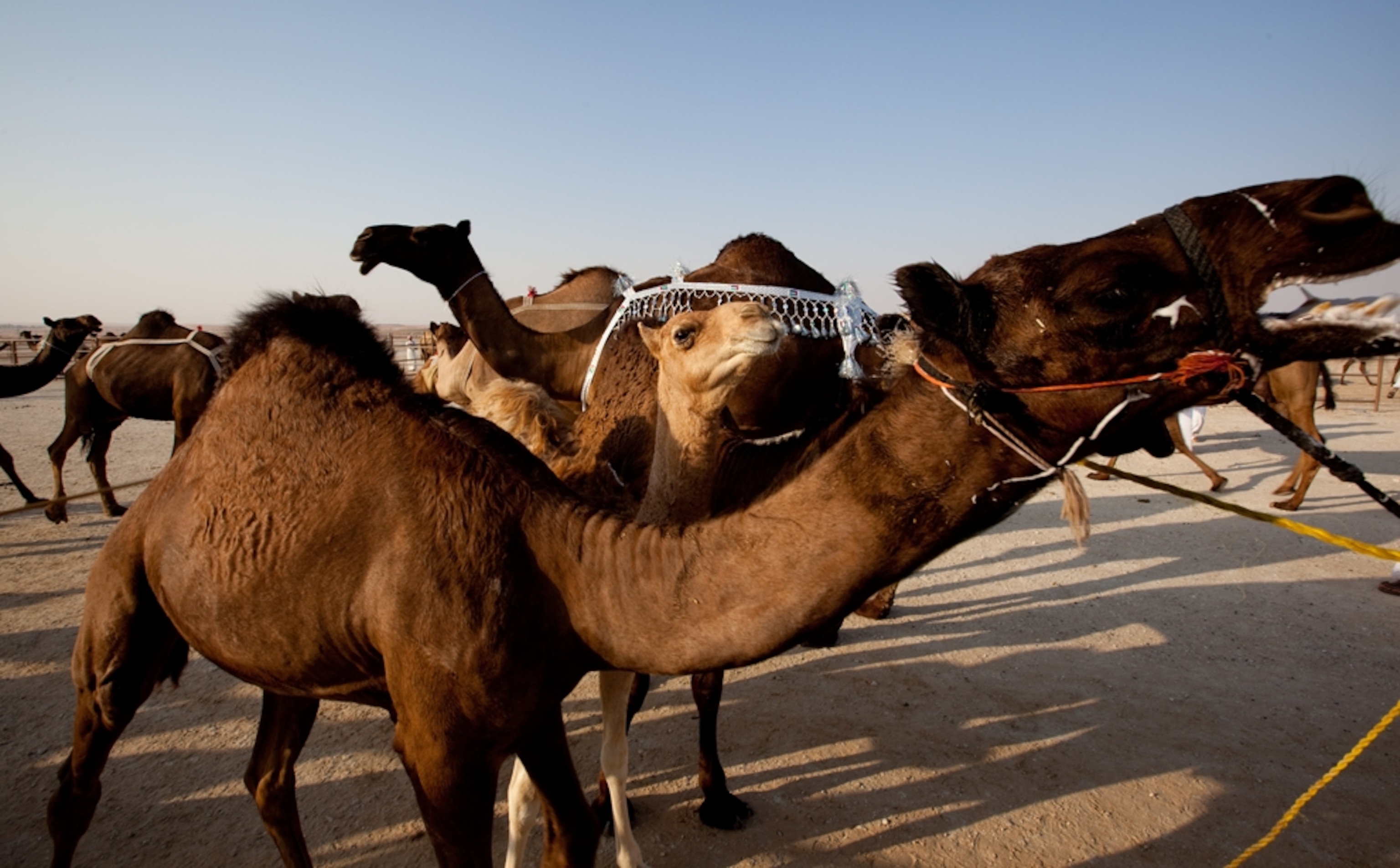 Camels at the beauty contest